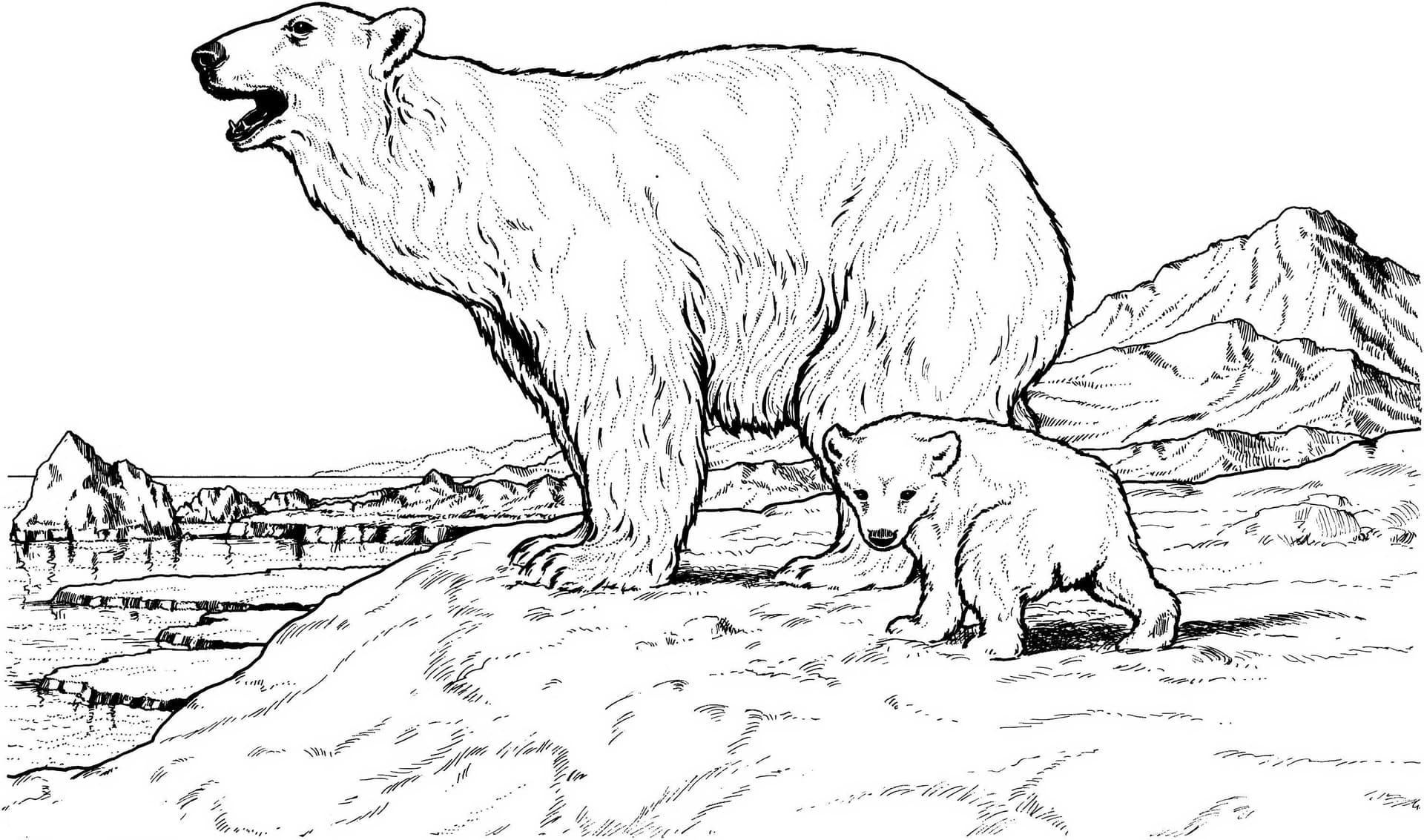 Mother Bear And Son