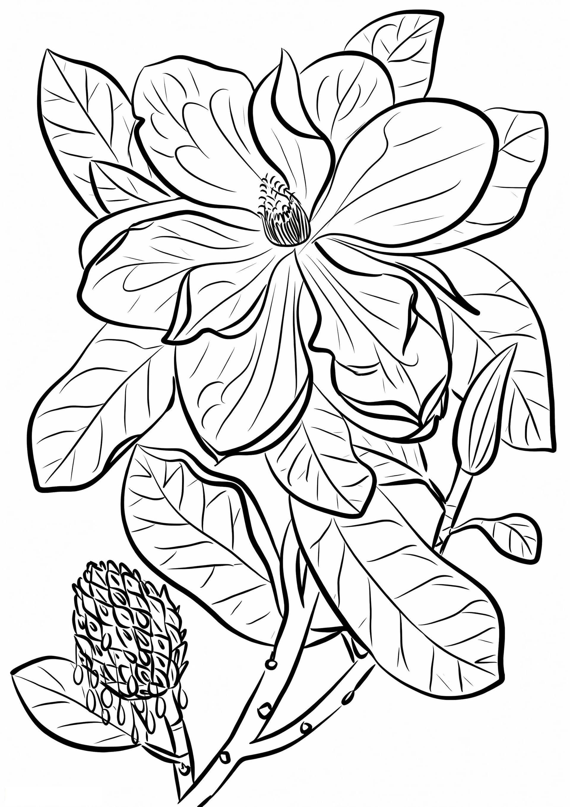 Large-Flowered Magnolia