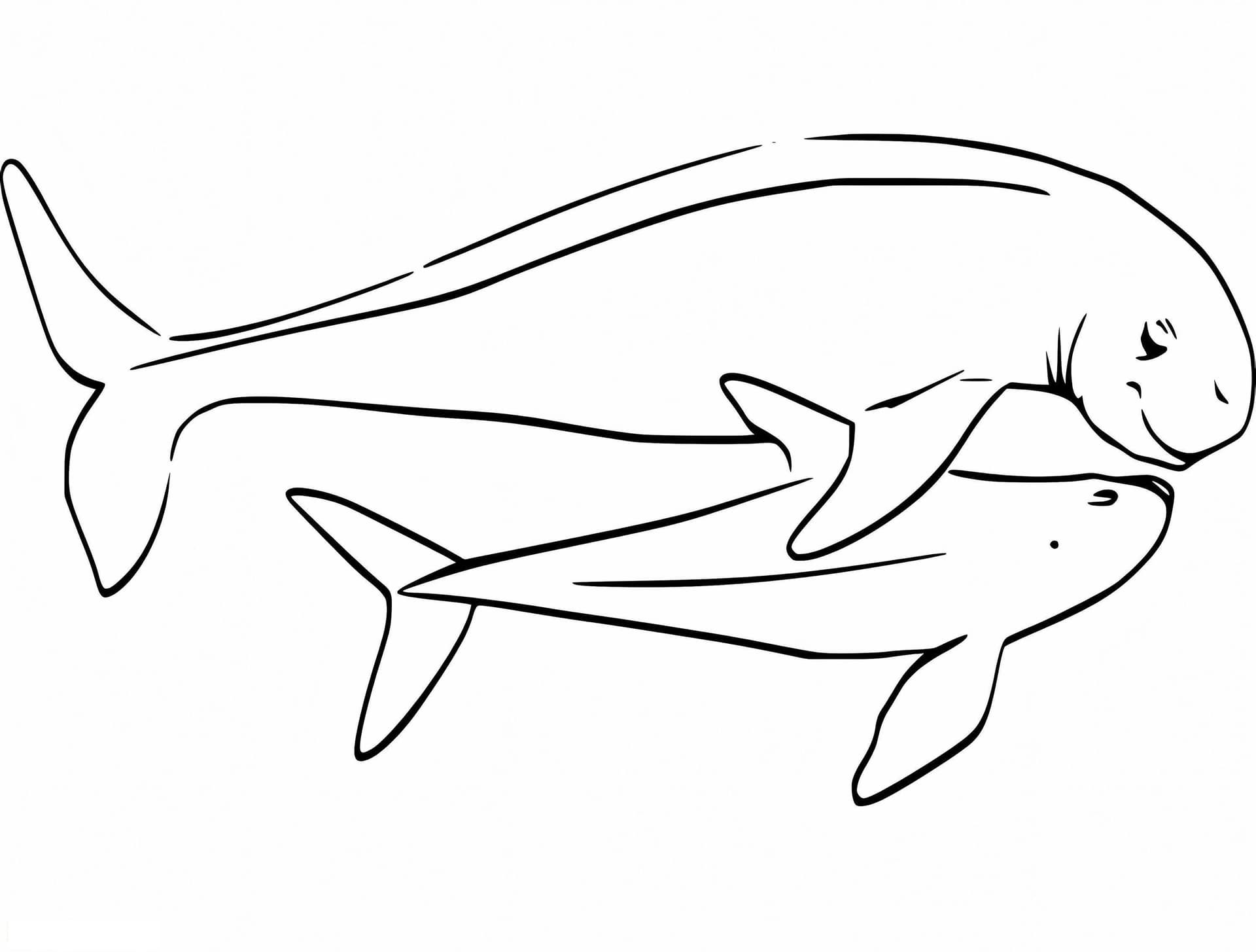 Mother And Baby Porpoise