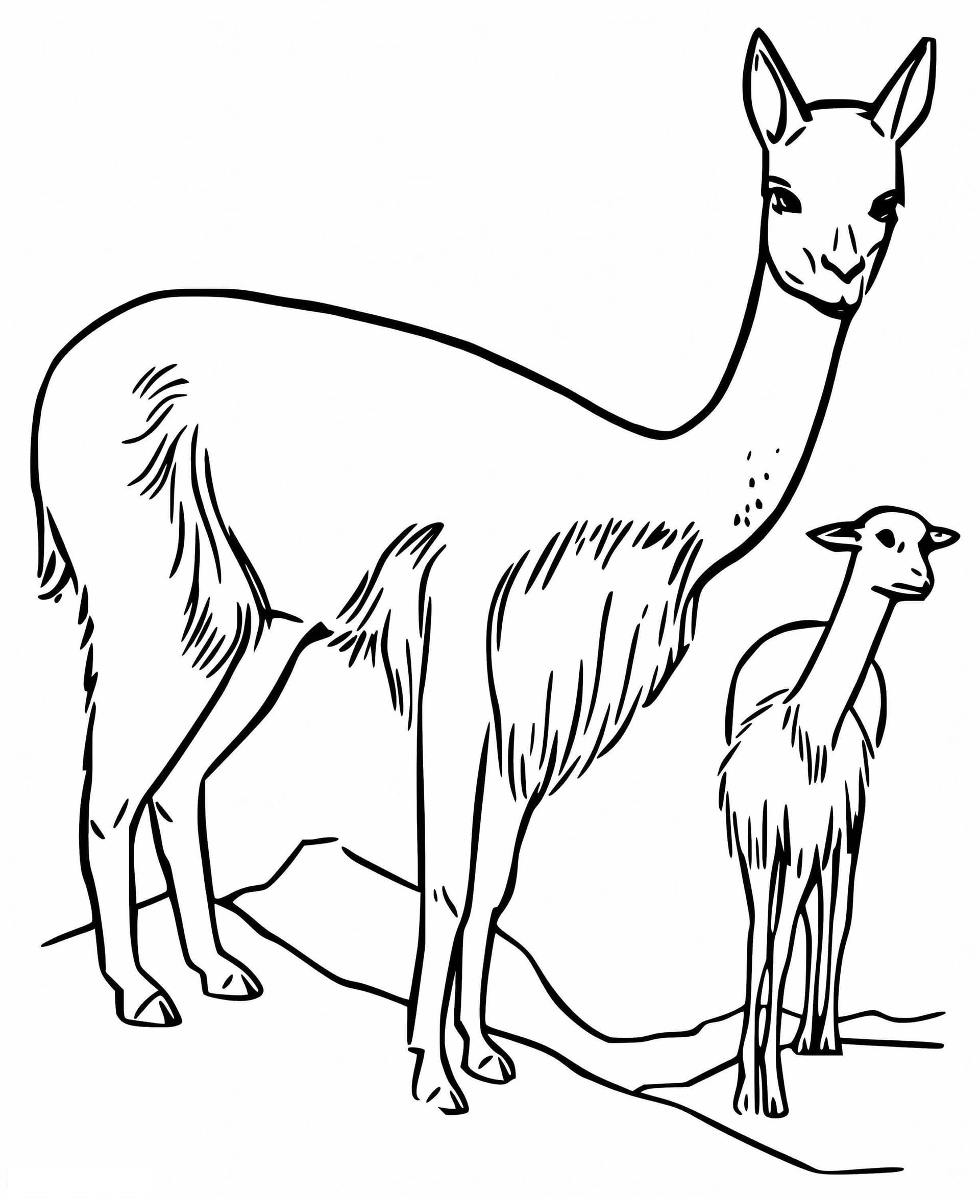 Mother And Baby Vicuna