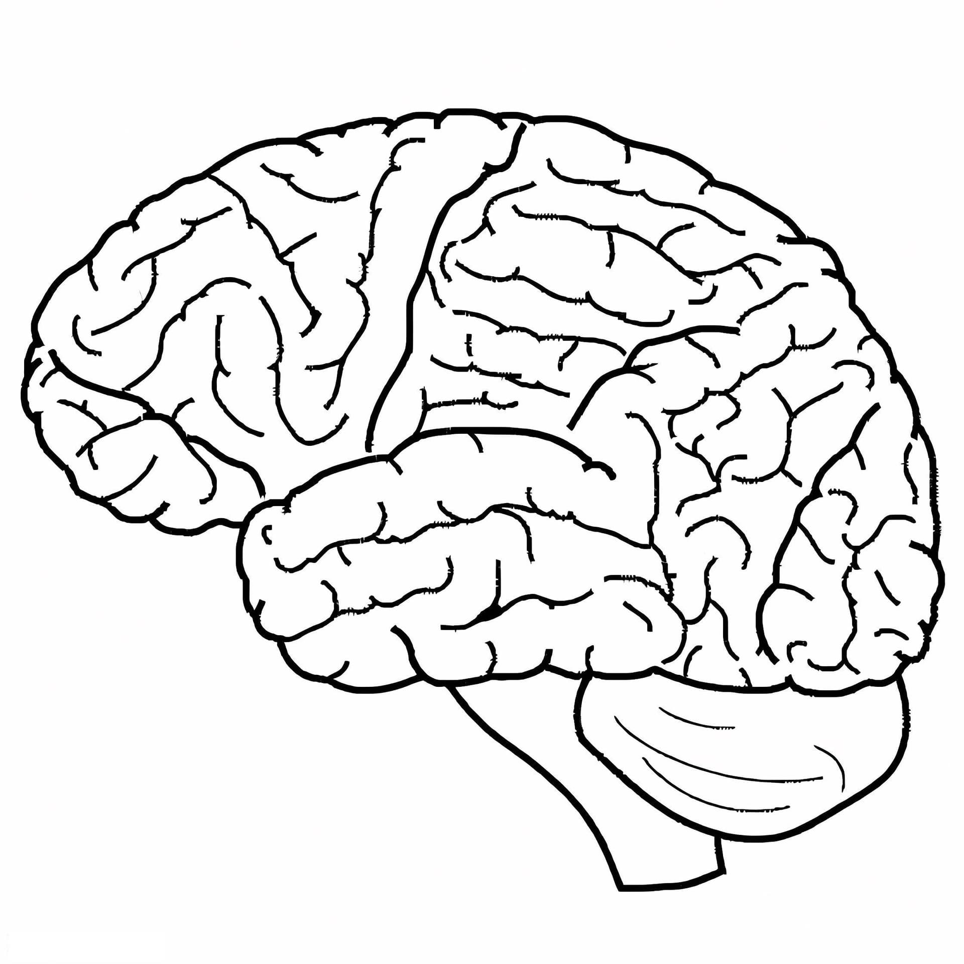 Normal Human Brain
