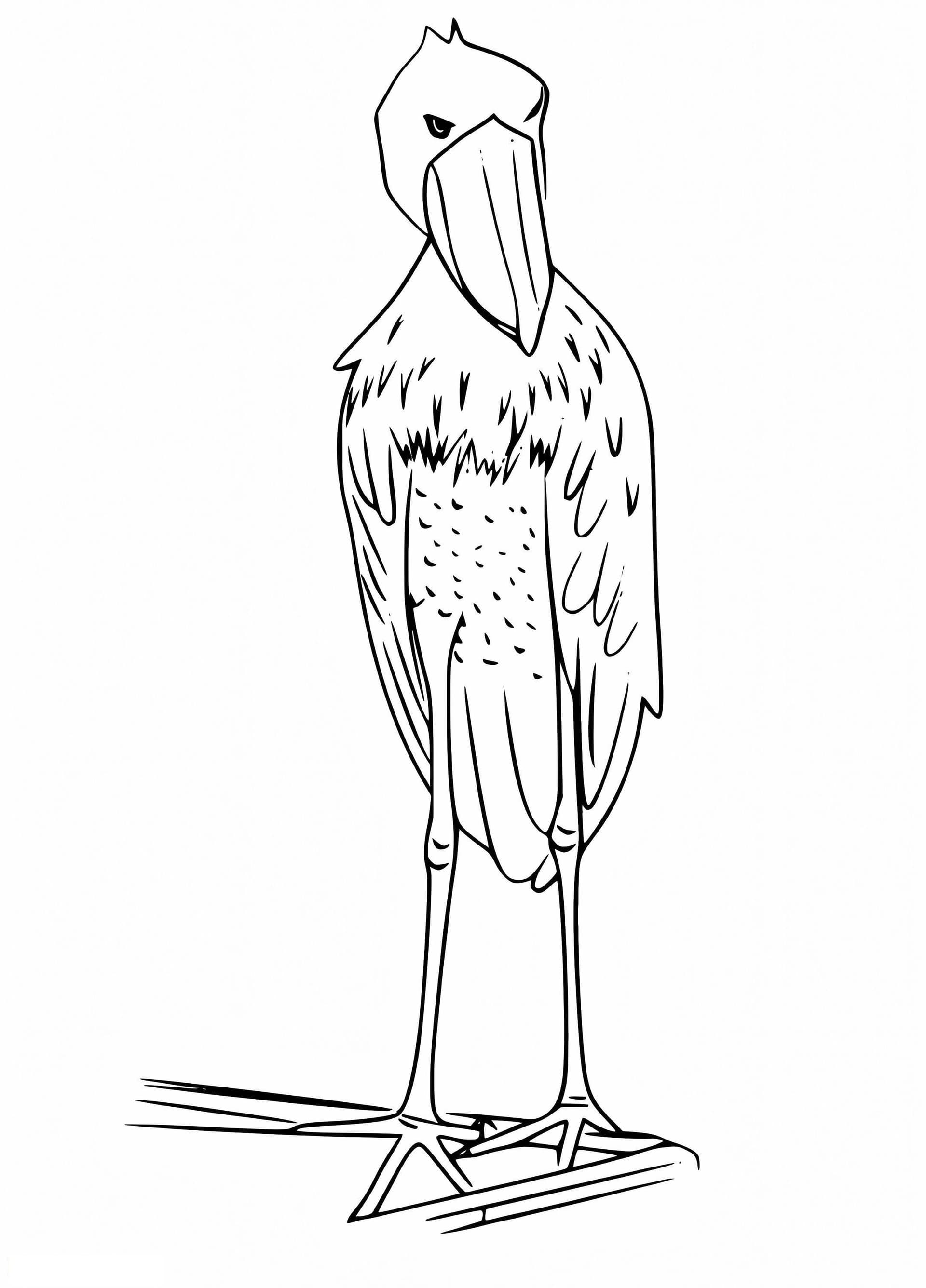 Normal Shoebill