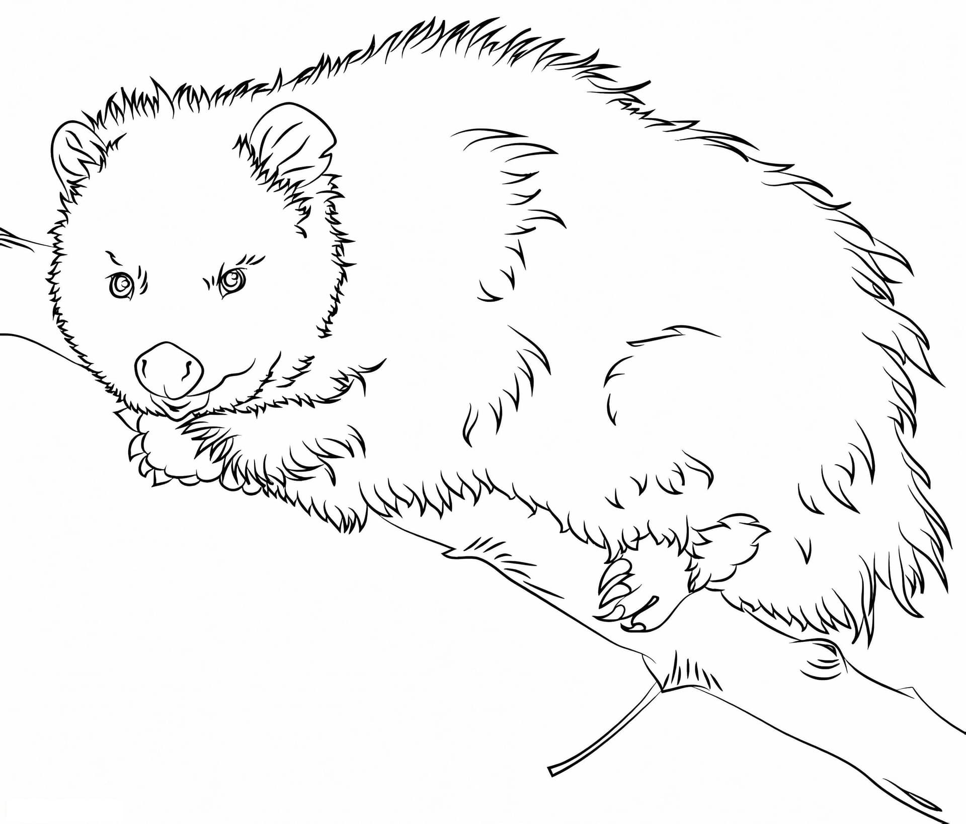 Opossum On A Tree