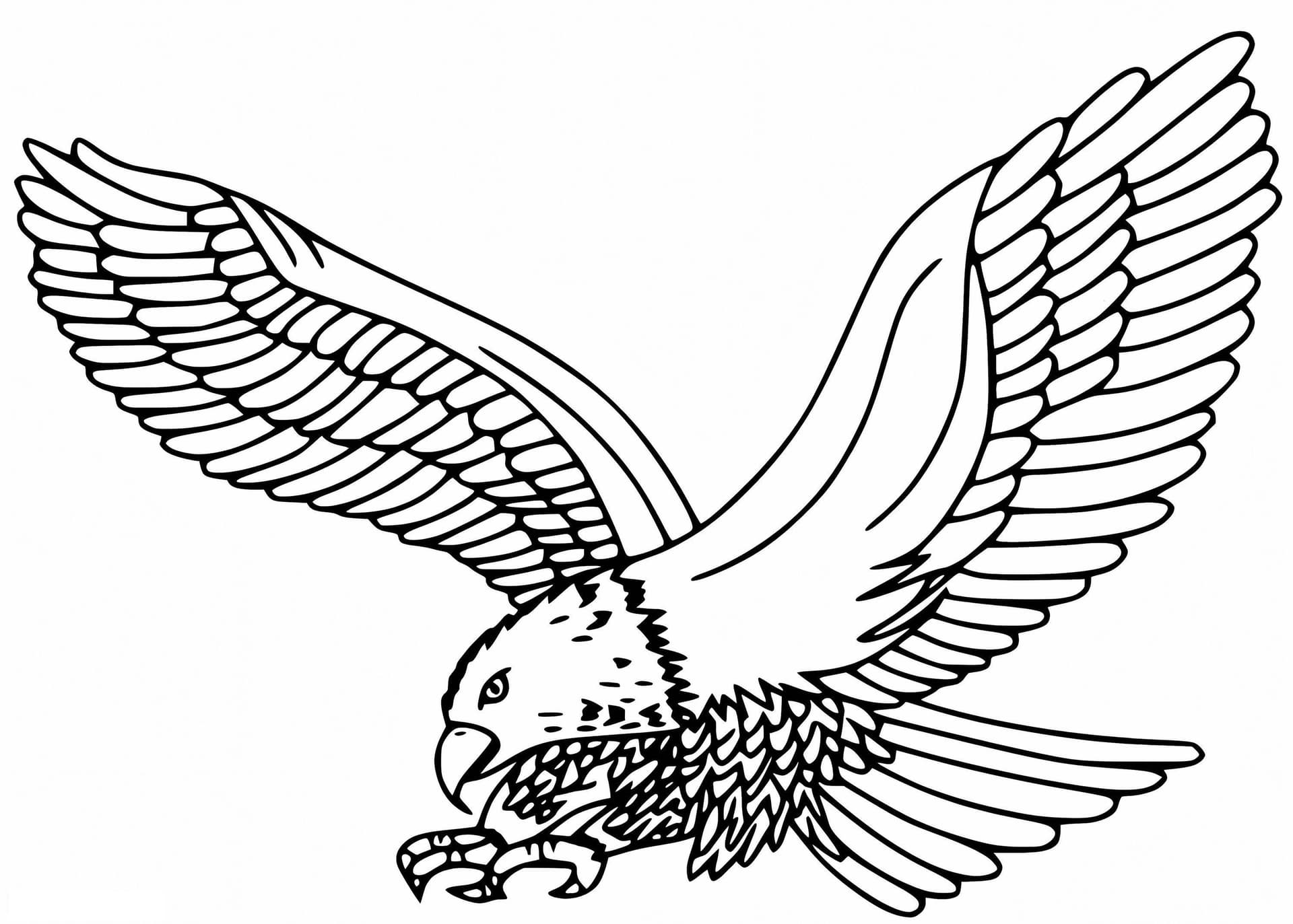 Osprey Flying