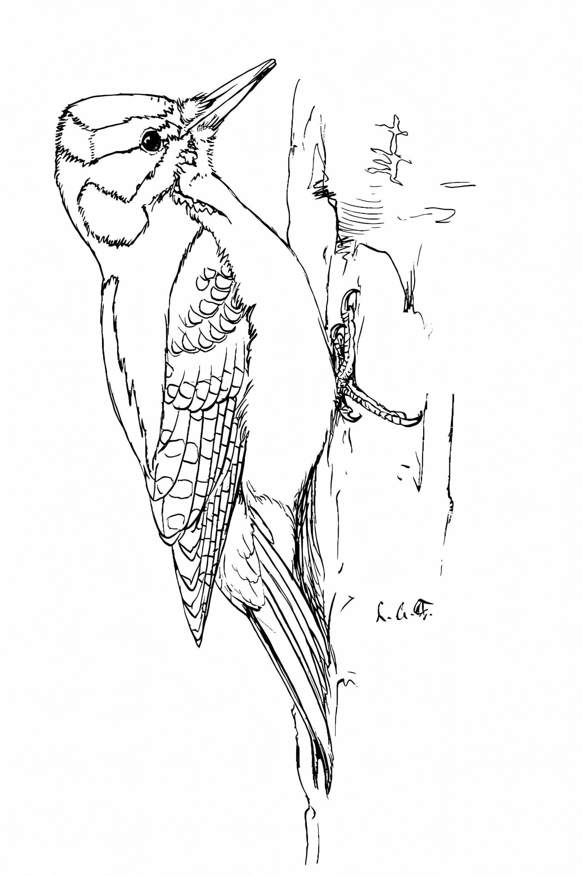 Hairy Woodpecker