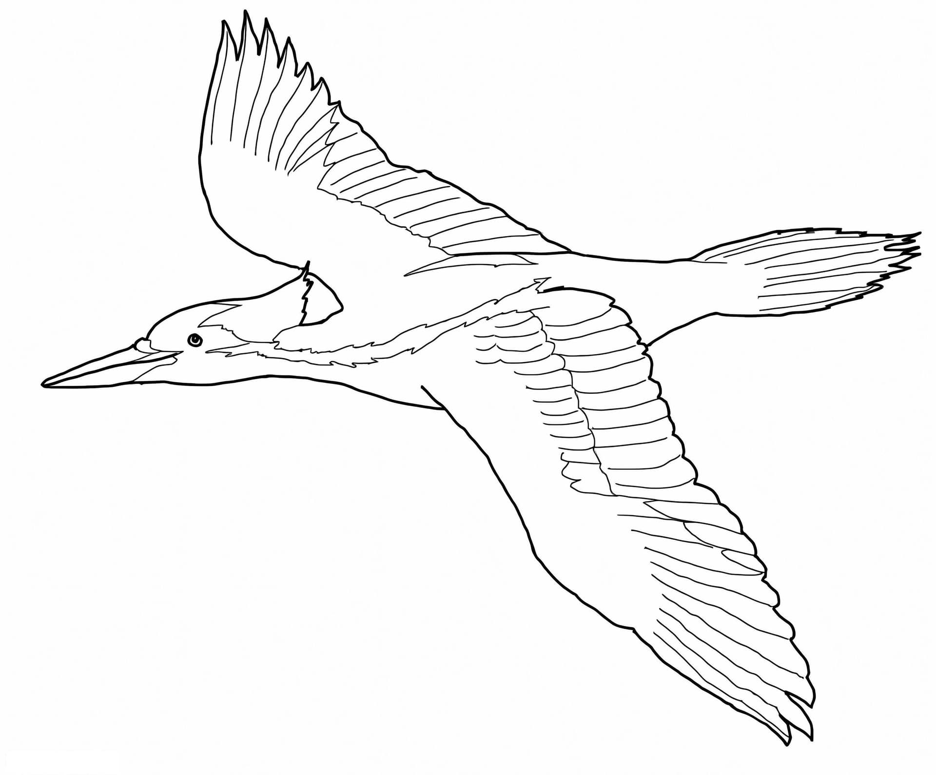 Ivory Billed Woodpecker Flying