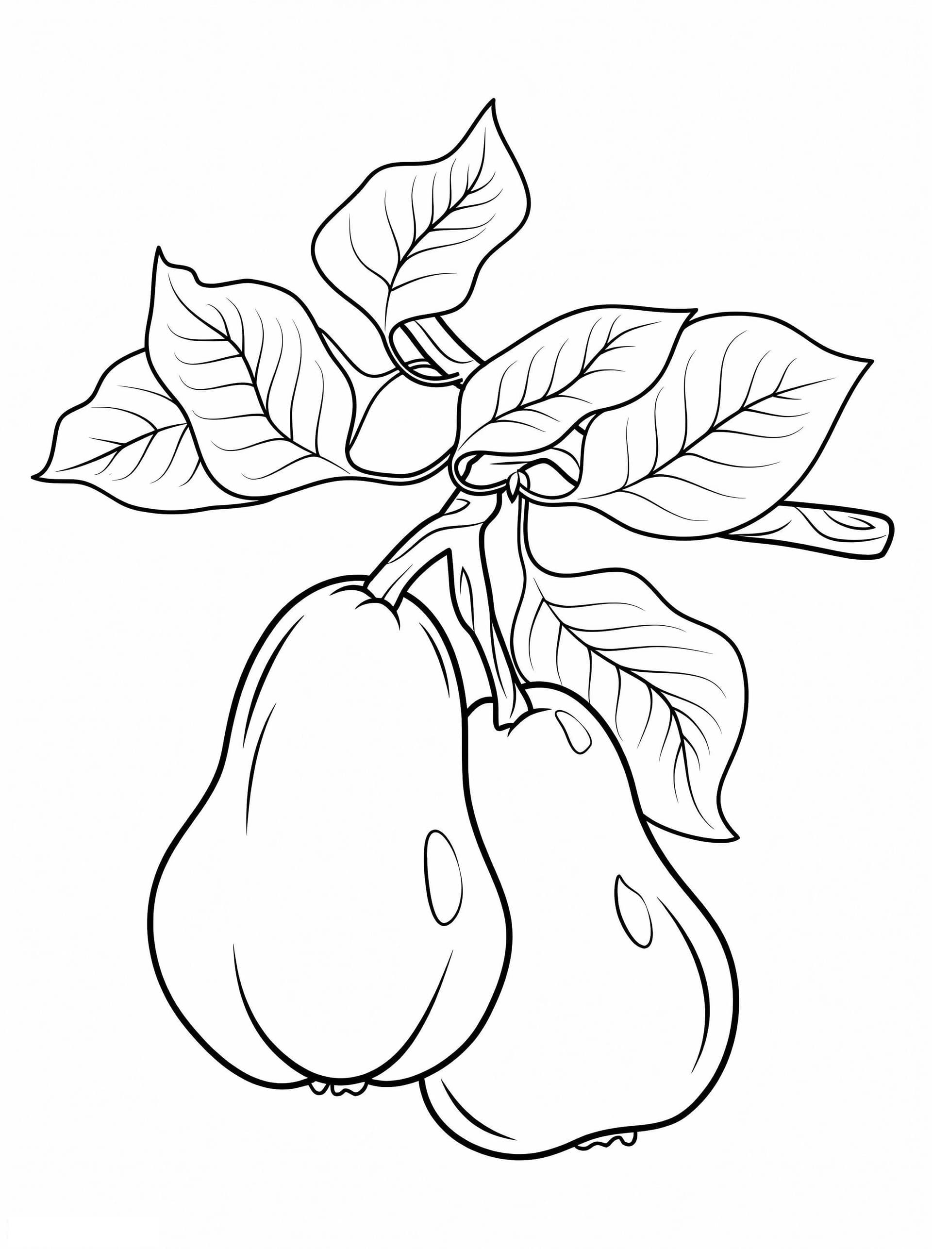Pears On A Branch