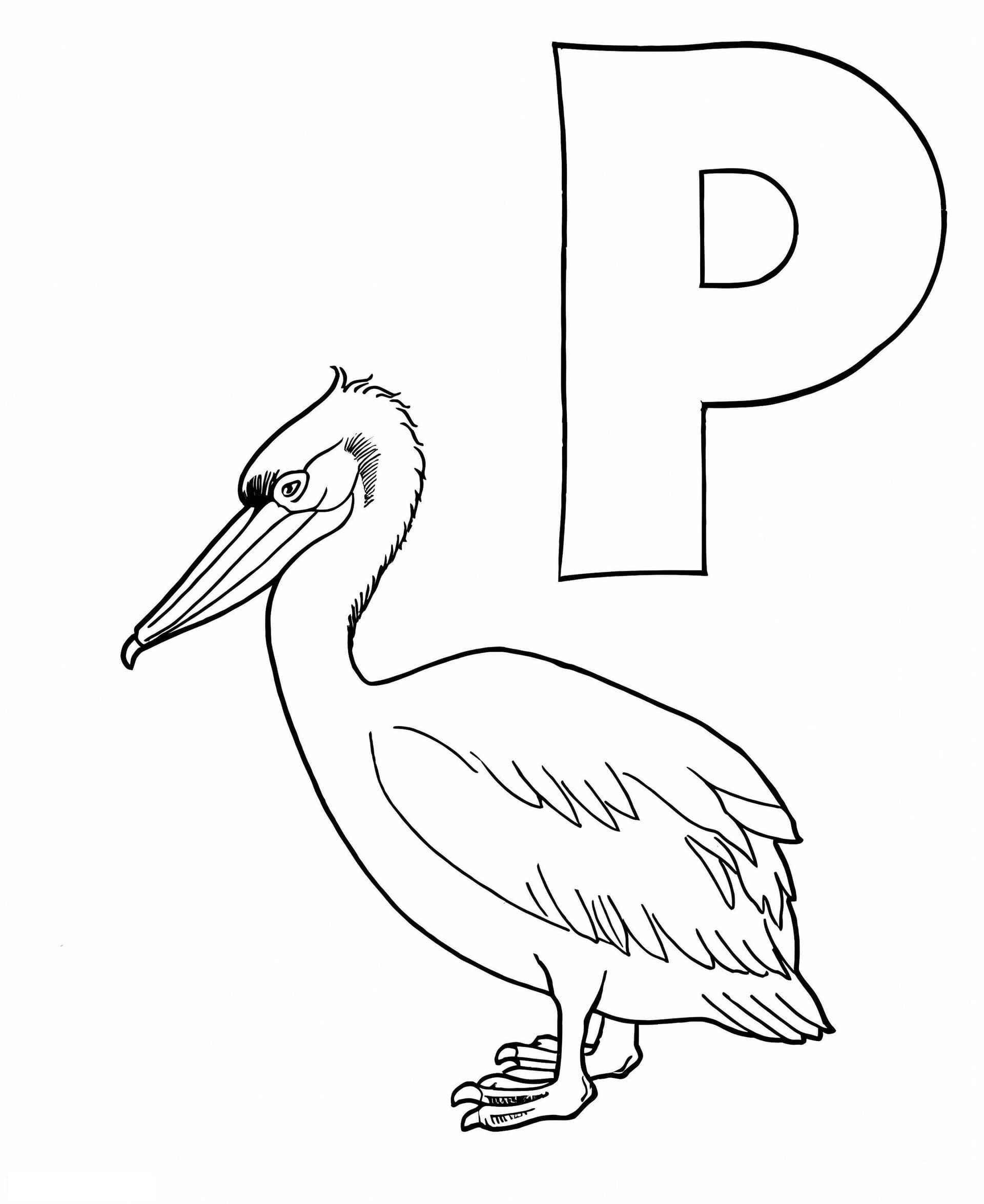Pelican And Letter P