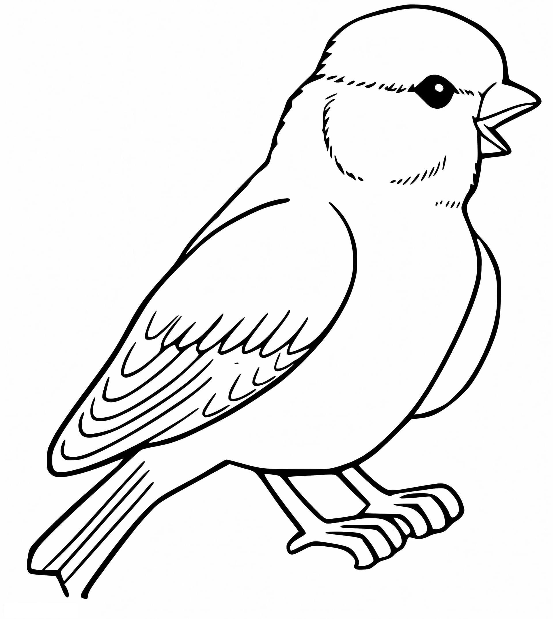 Little Sparrow
