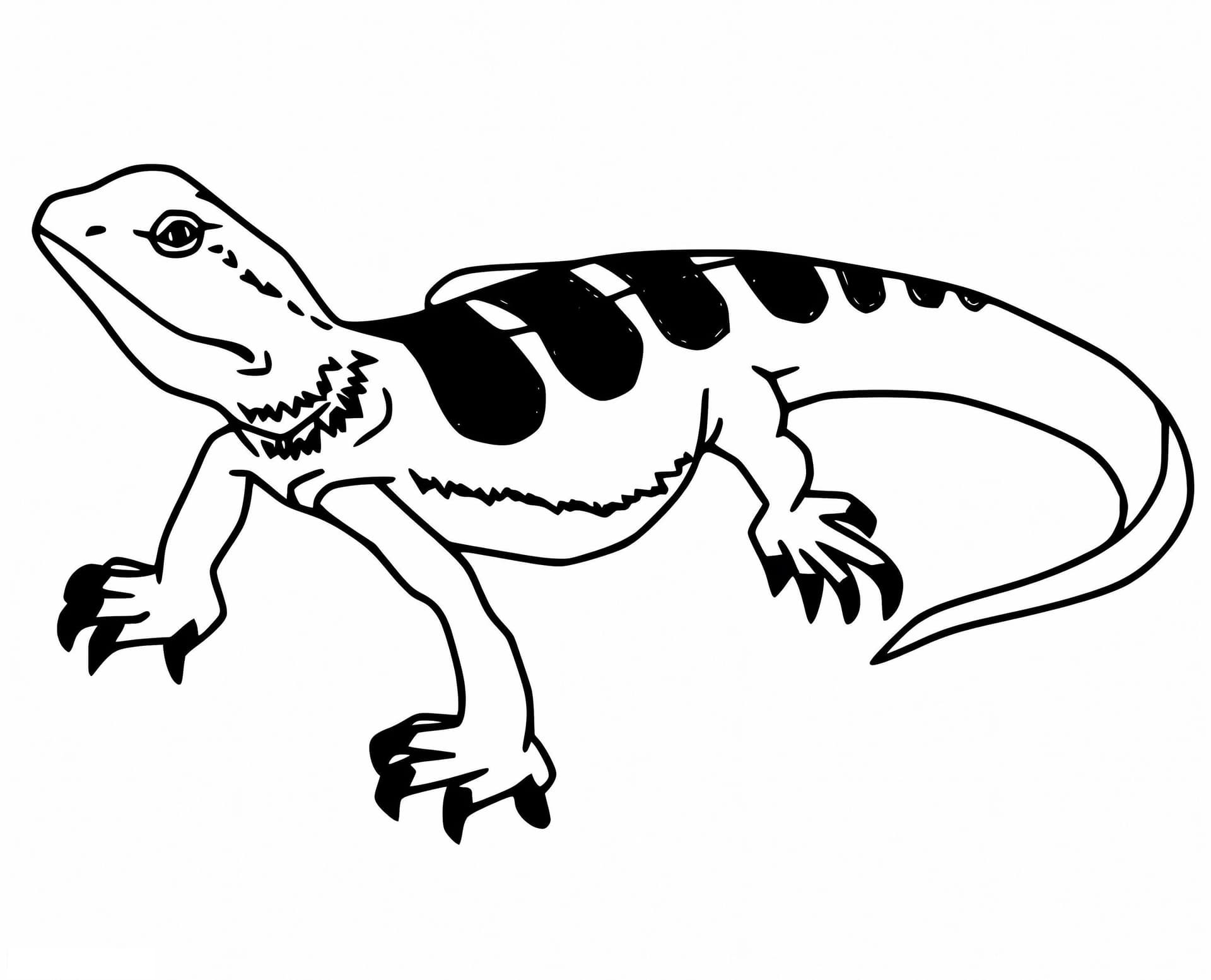 Printable Skink