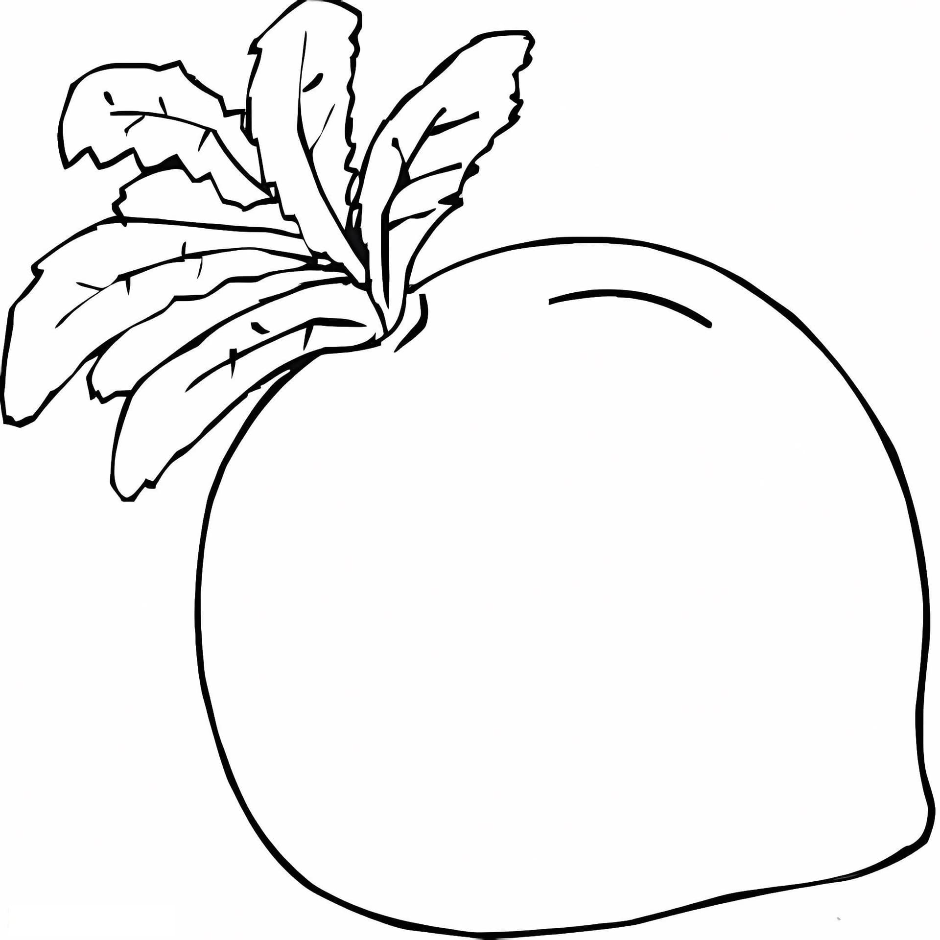 Sweet Radish