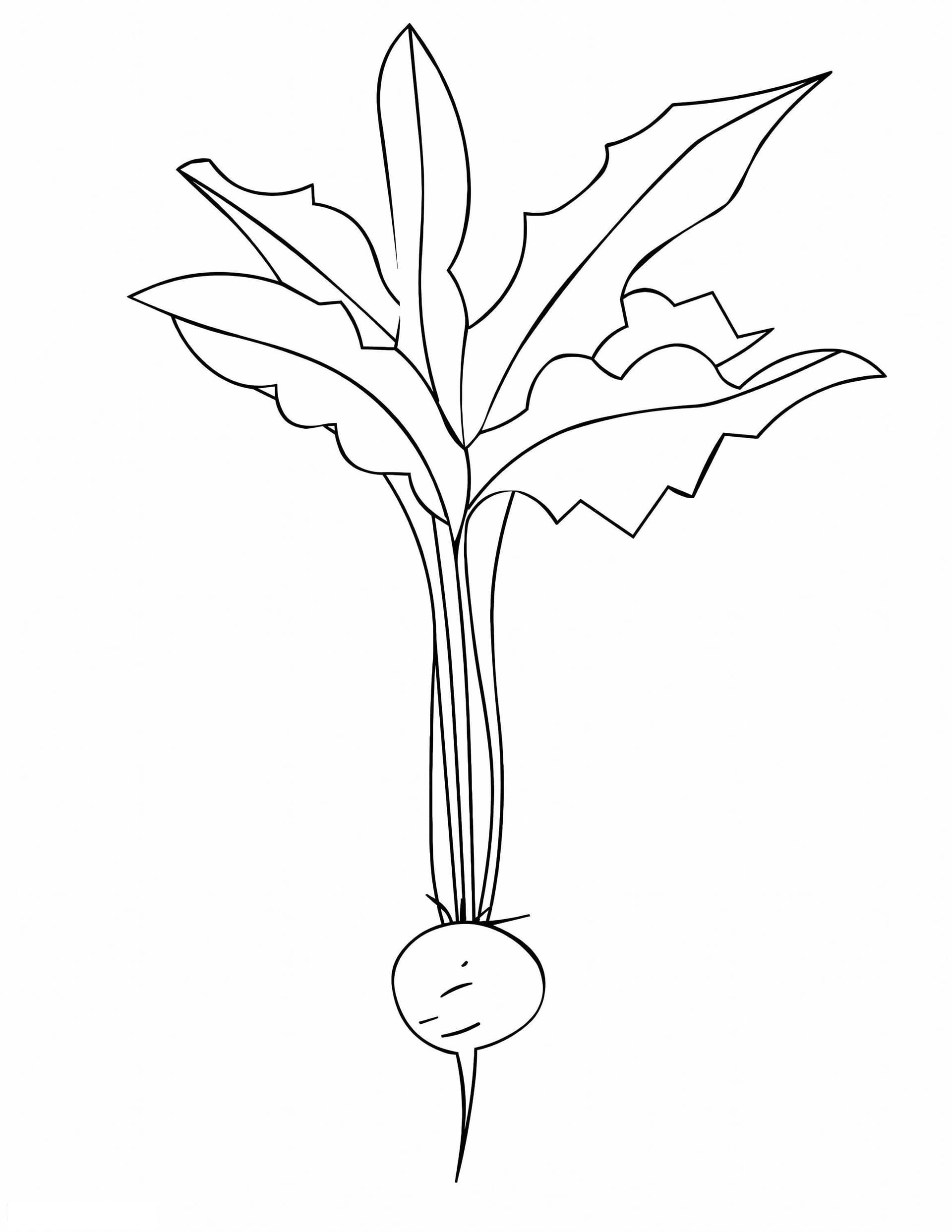 Radish With Leaf