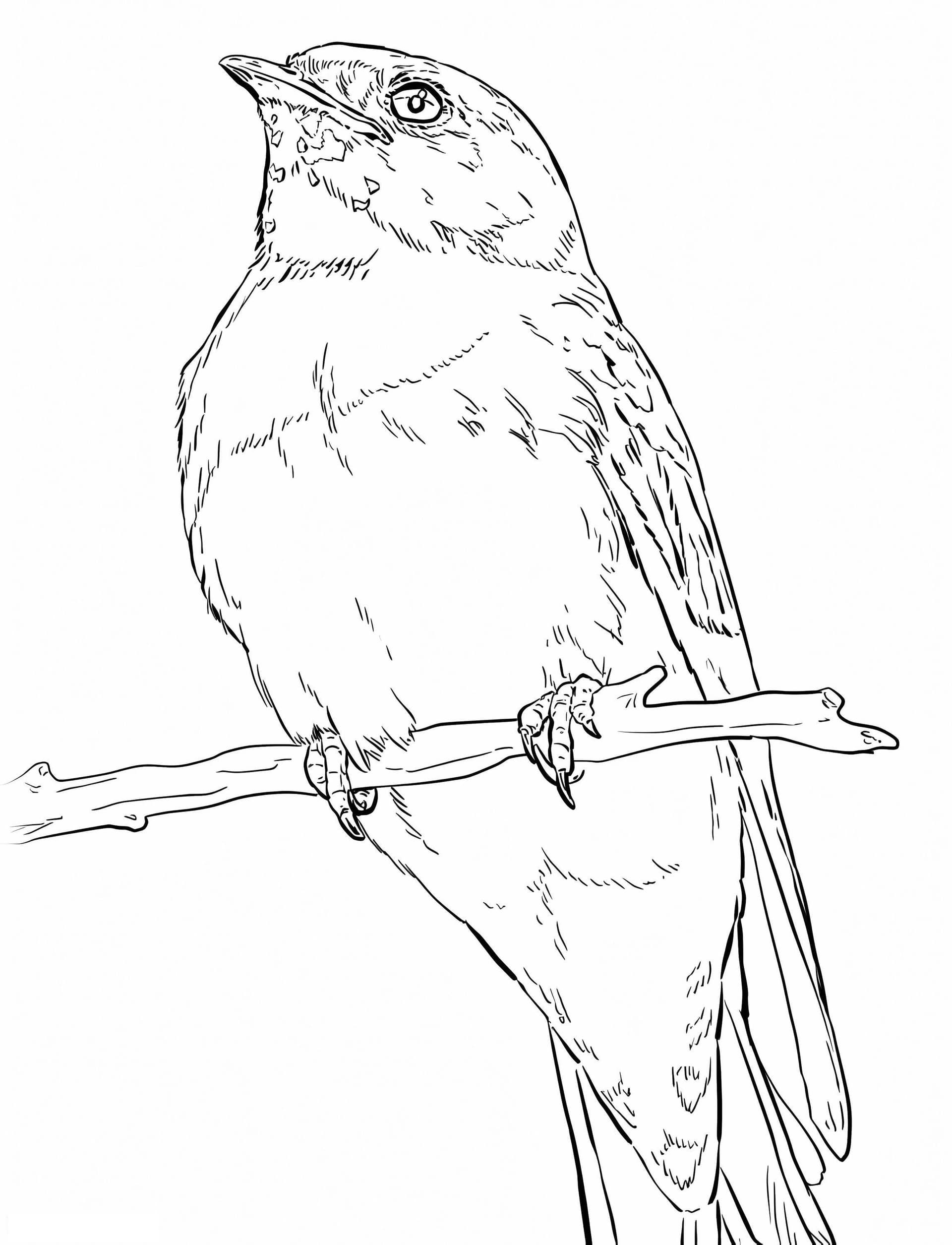 Realistic Cliff Swallow