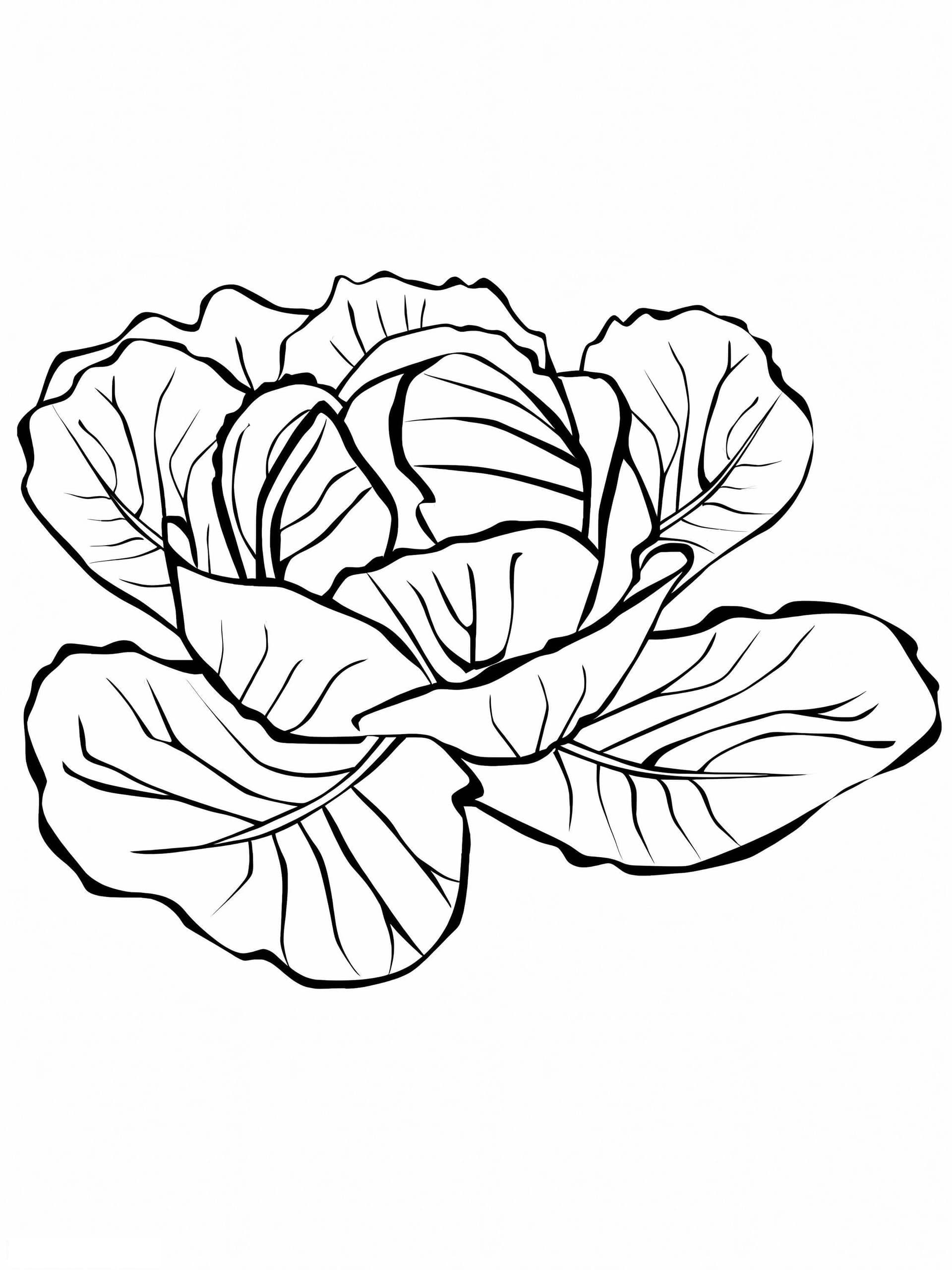 Cabbage 1
