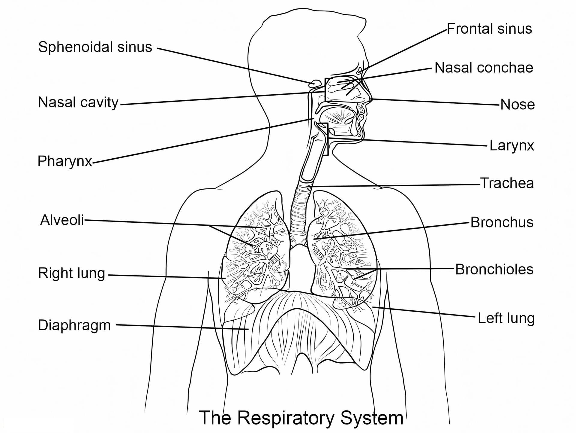 Atmungssystem
