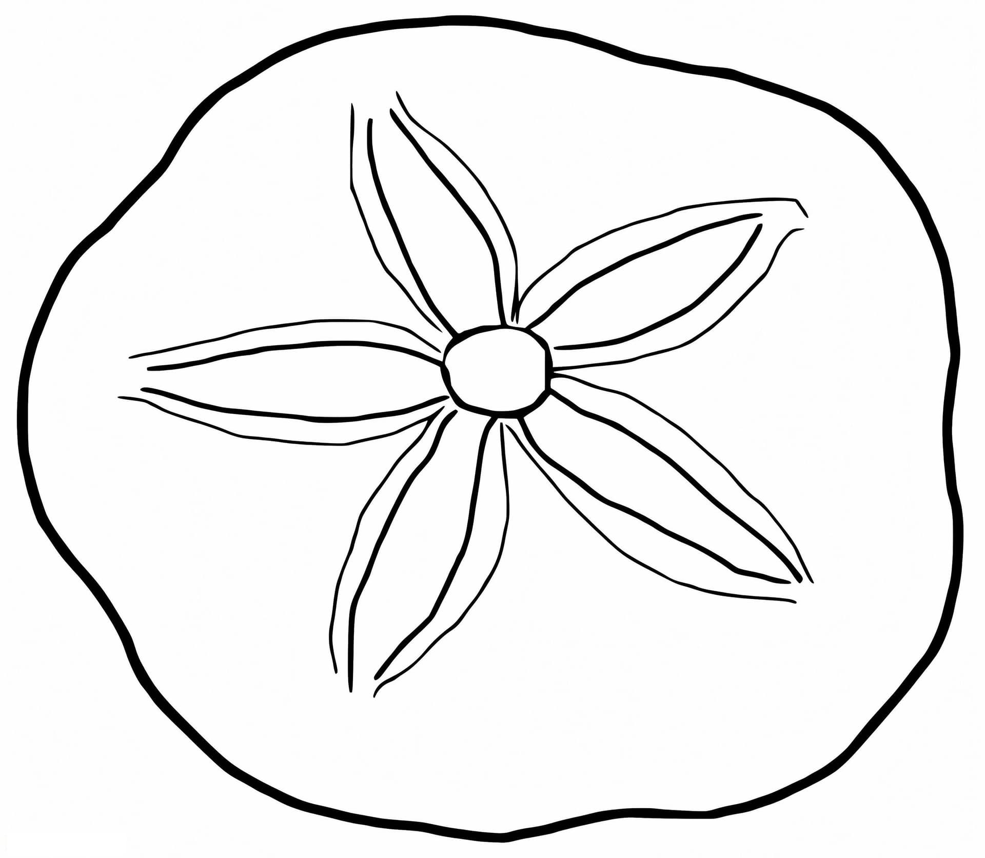 Sand Dollar 6