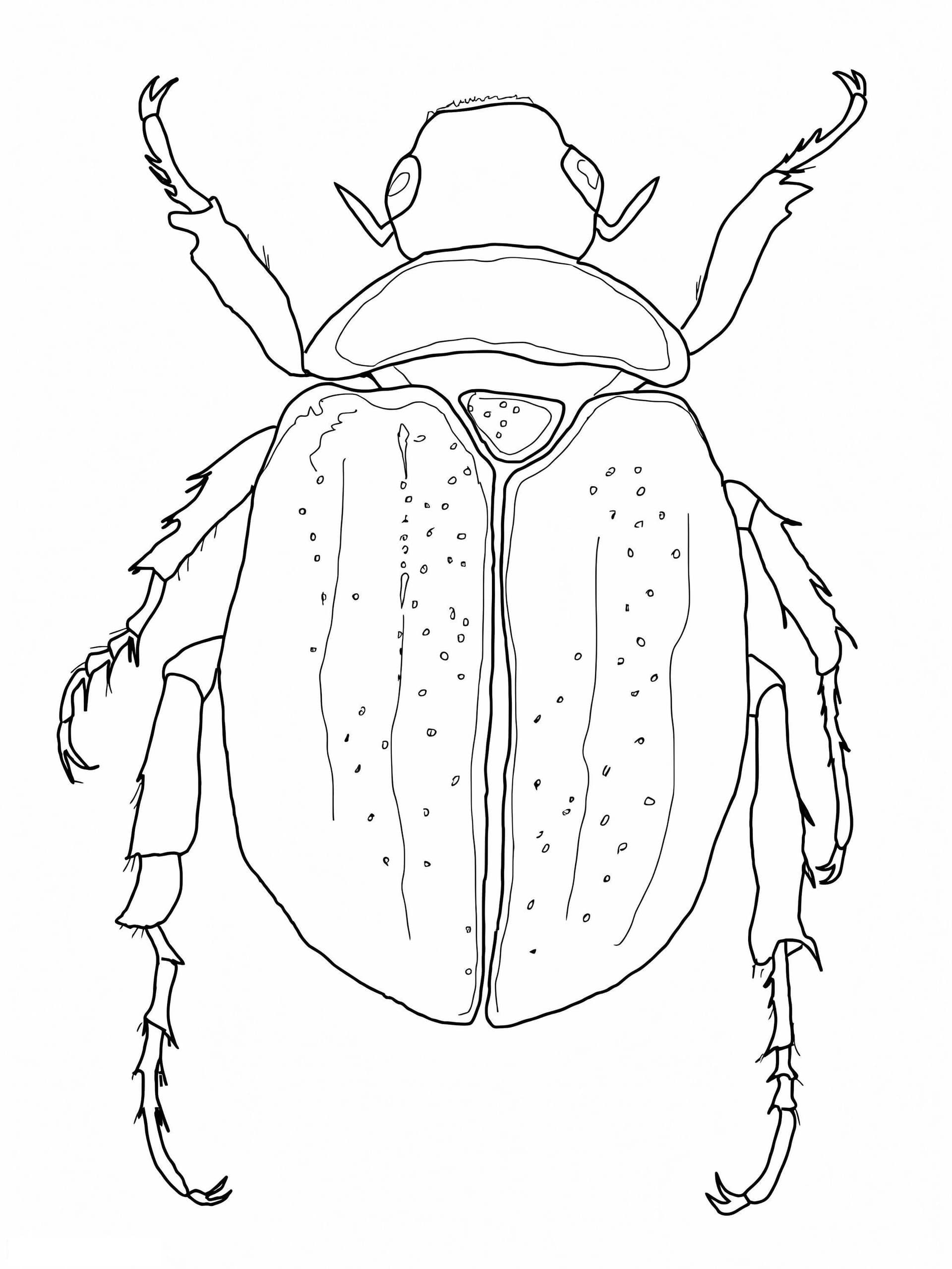Scarab Beetle