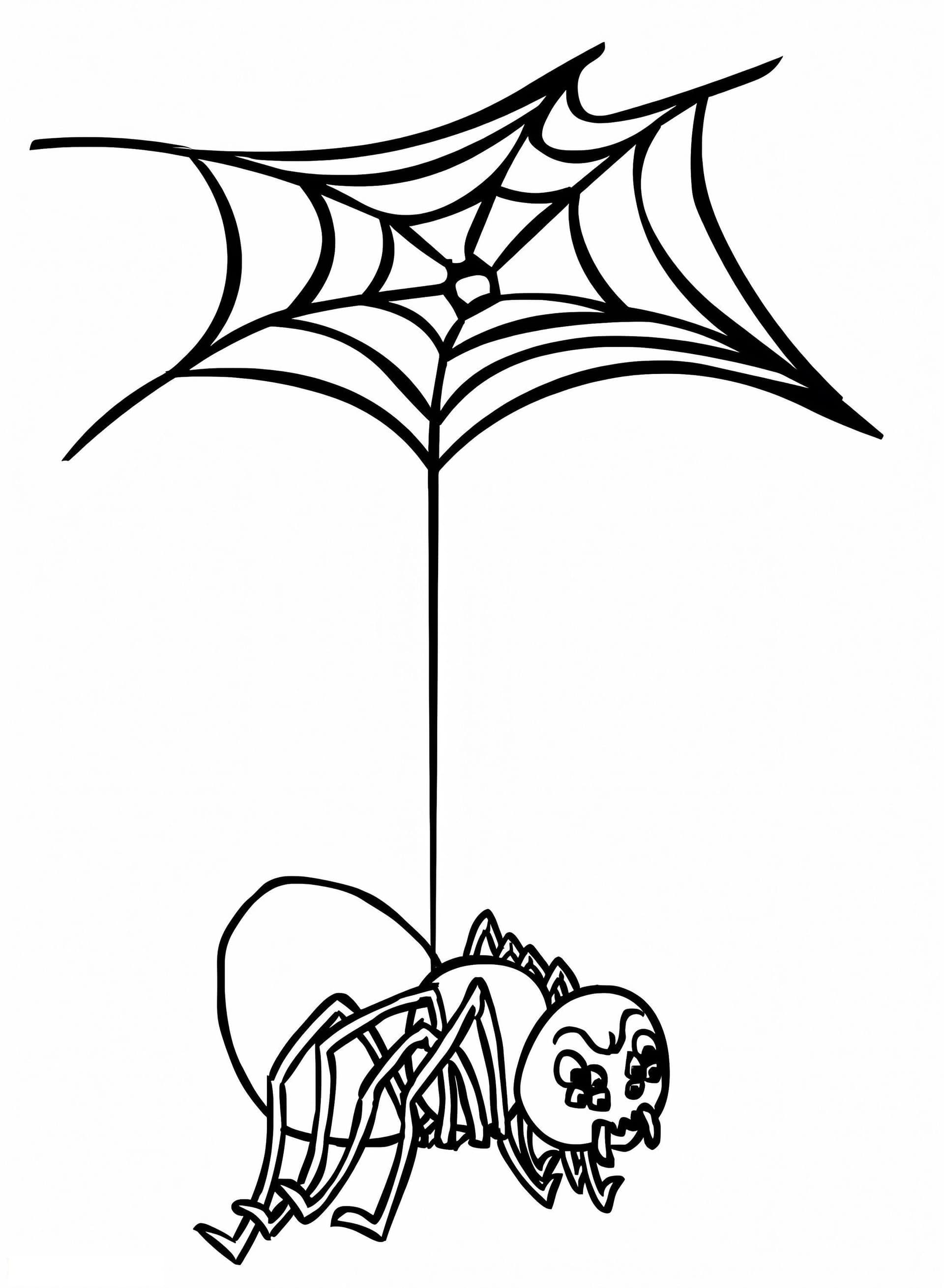 Spider And Web