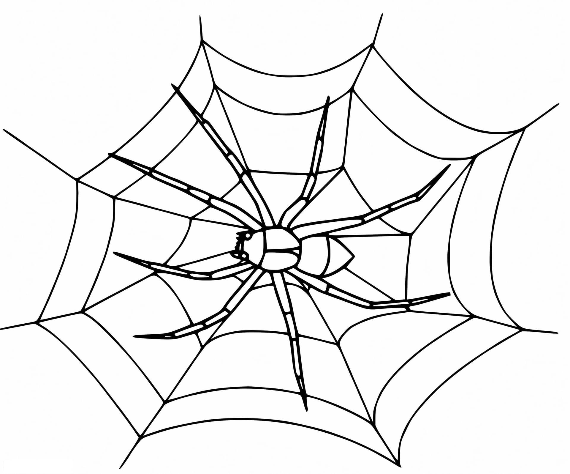 Spider On Spider Web 2