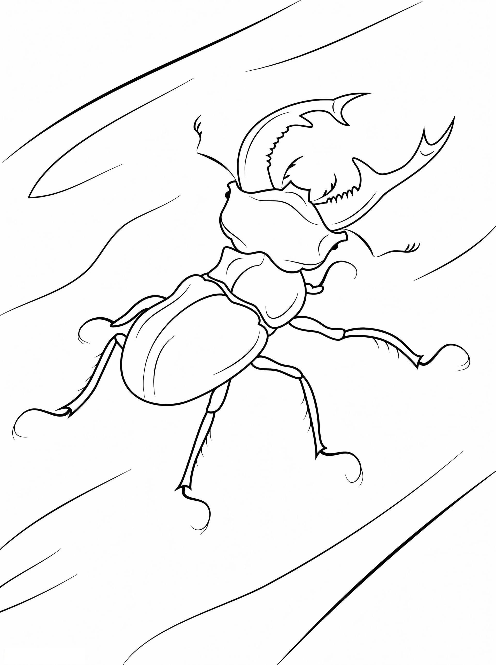 Stag Beetle