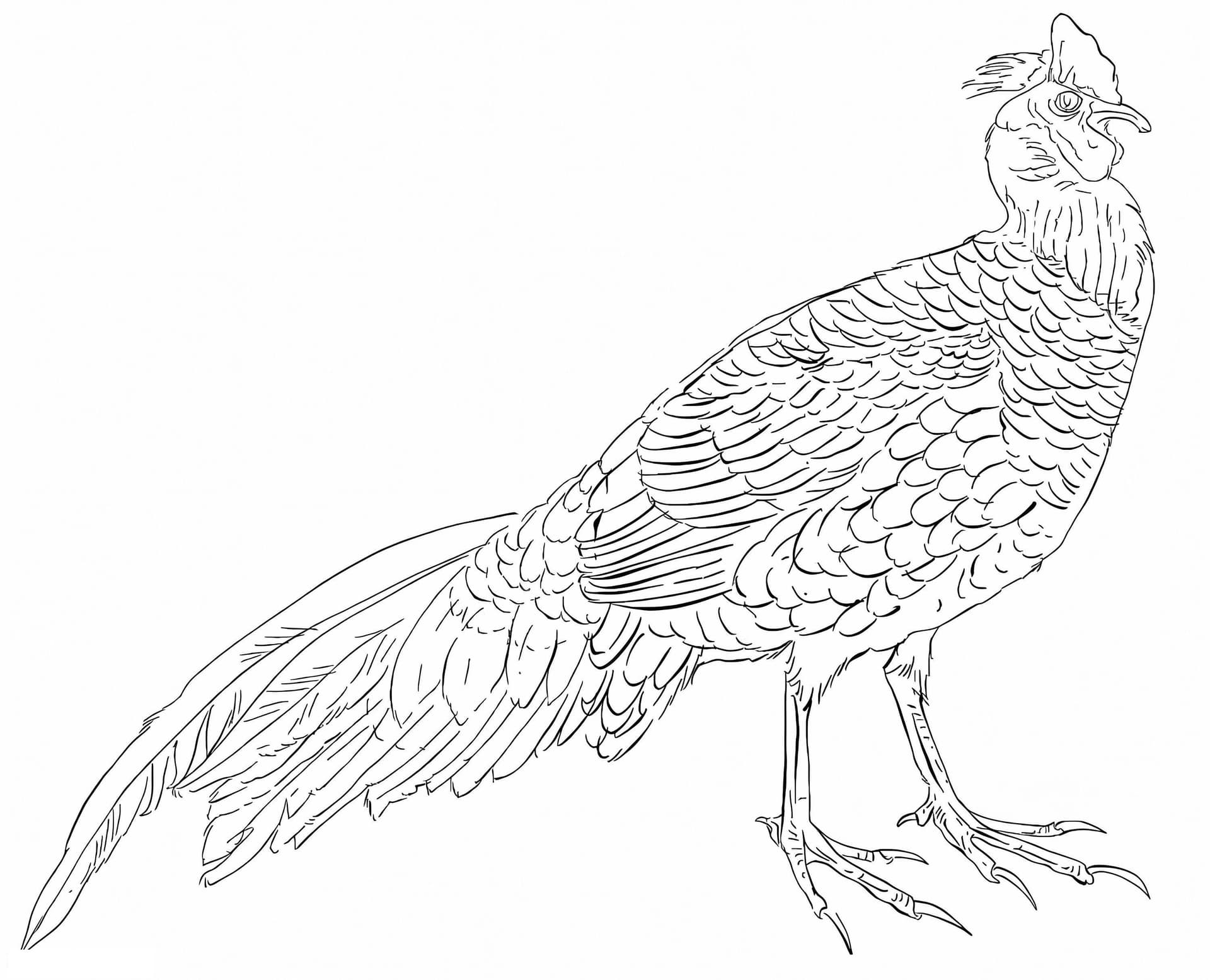 Swinhoes Pheasant