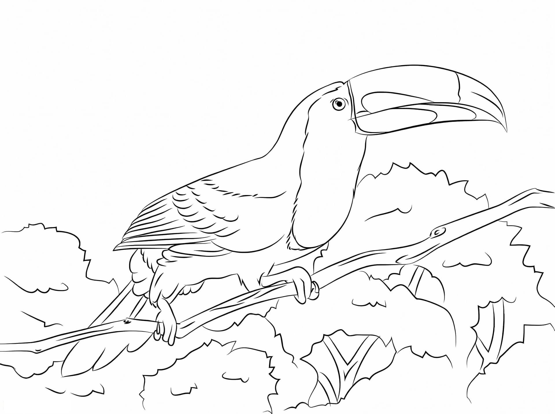 Keel-Billed Toucan Perched