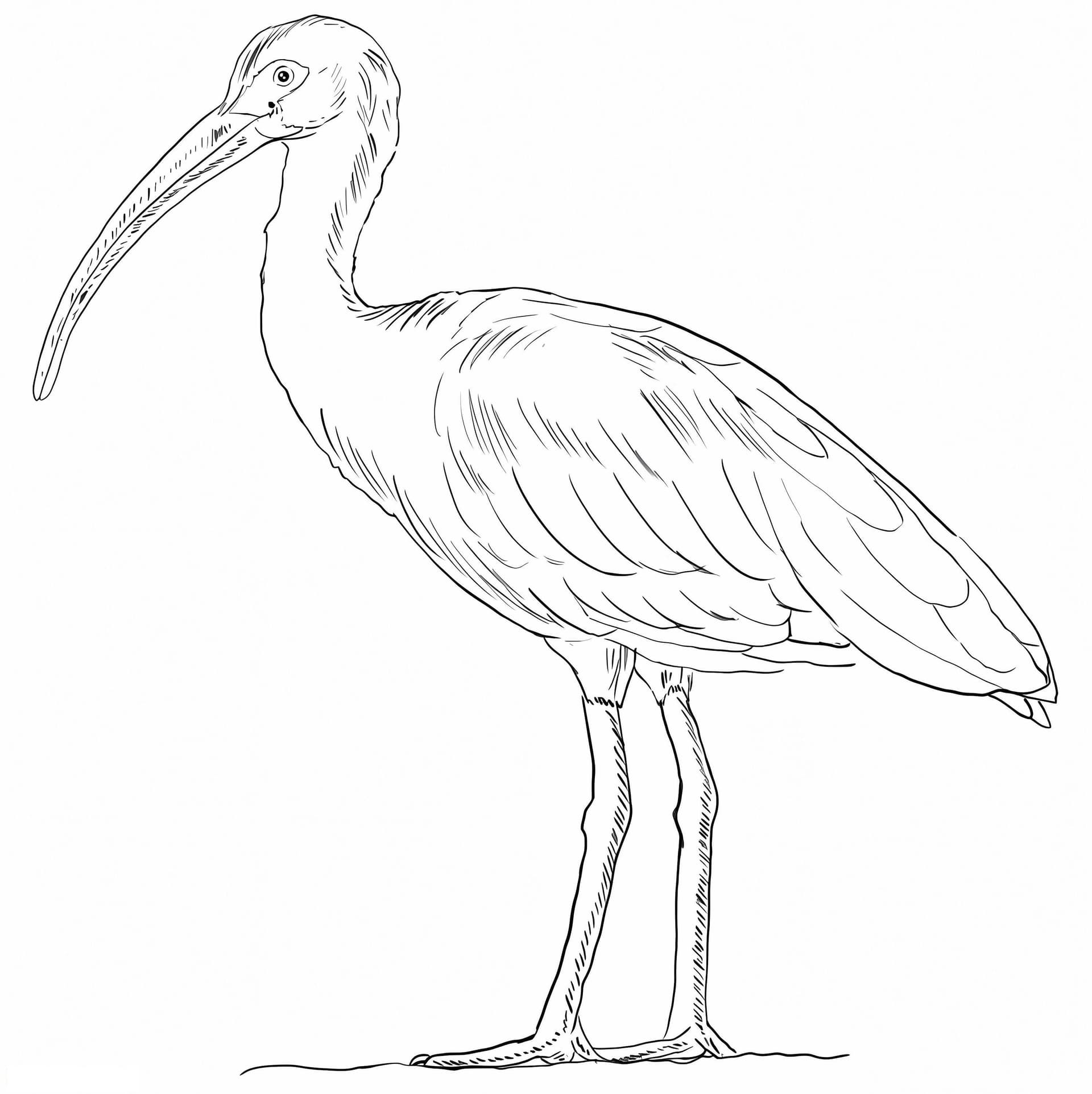 White American Ibis