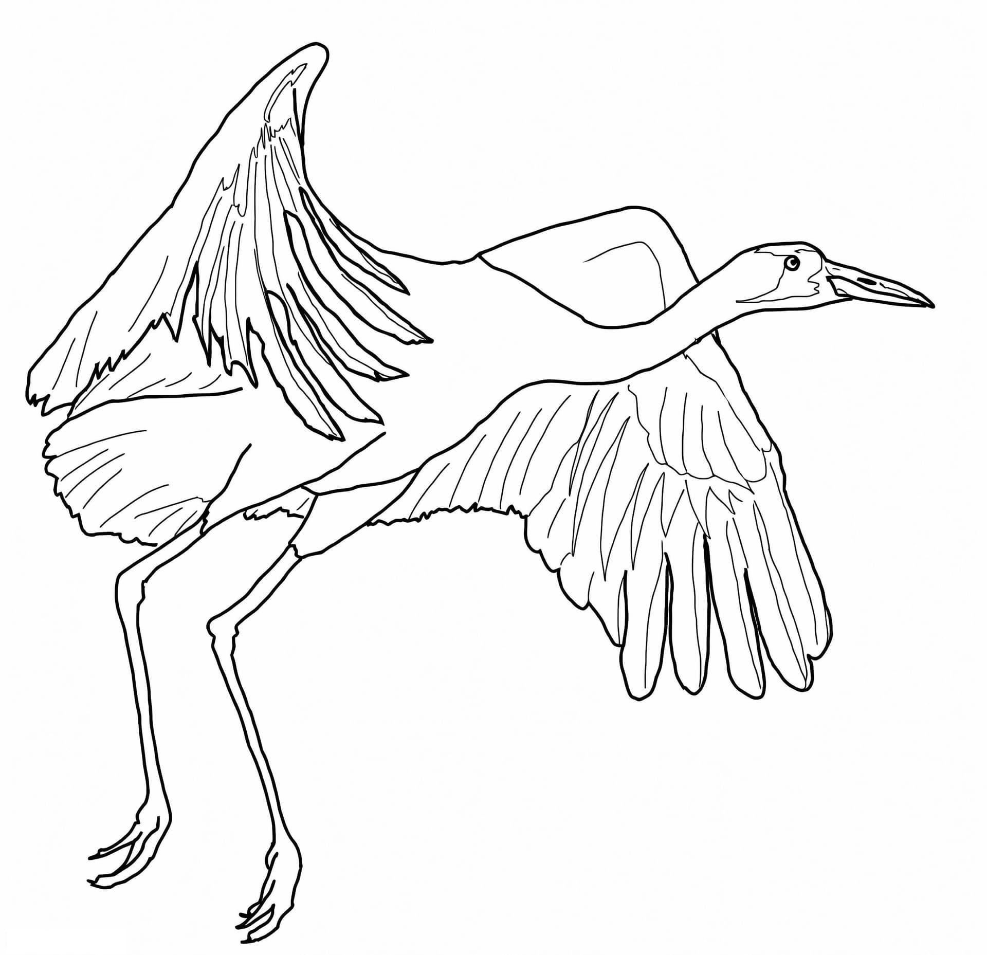 Whooping Crane 1