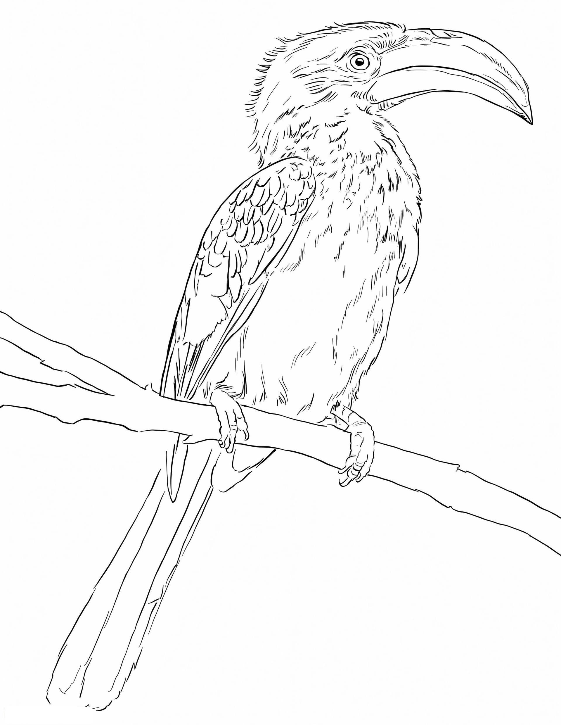 Yellow Billed Hornbill