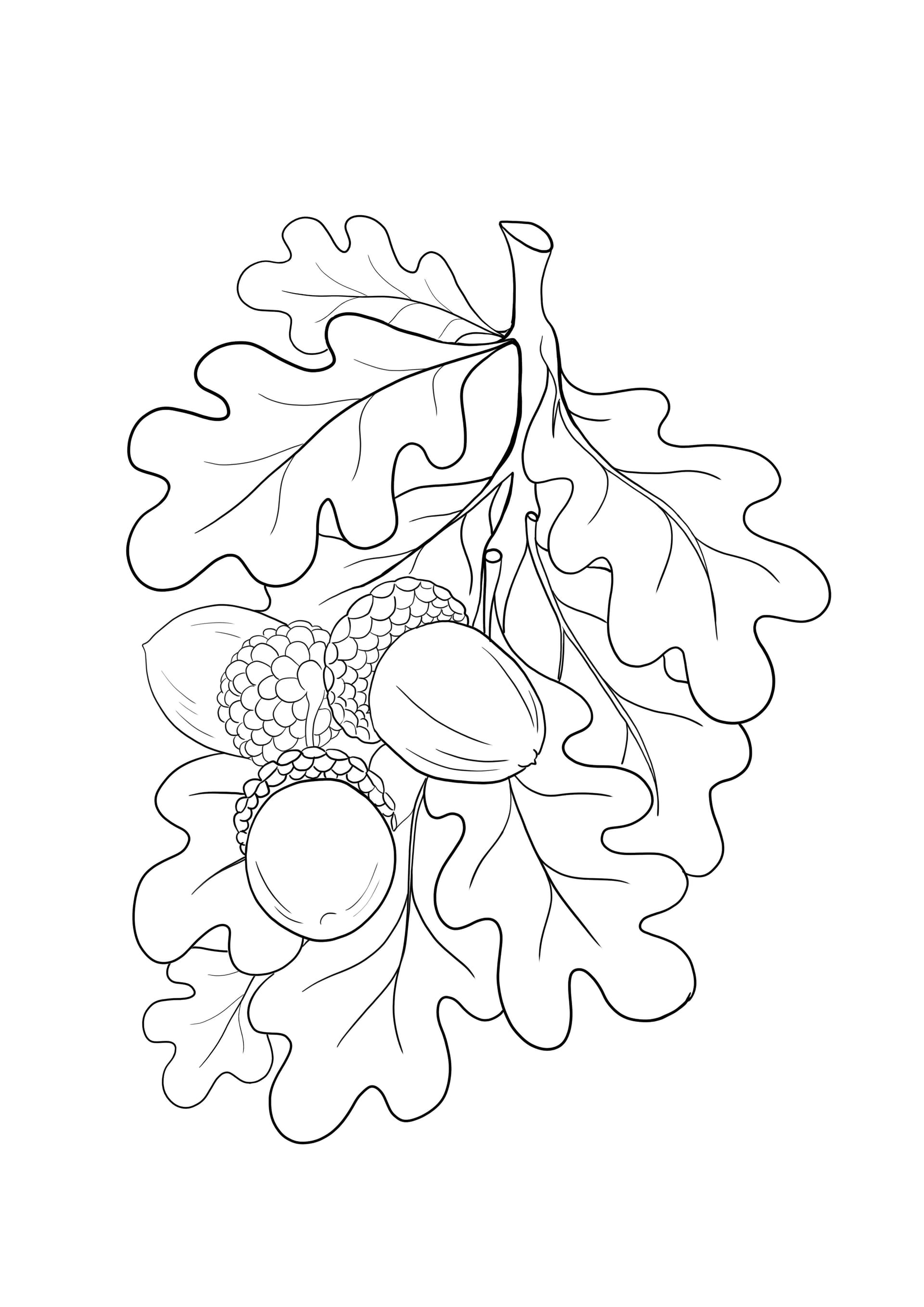 Acorn branch