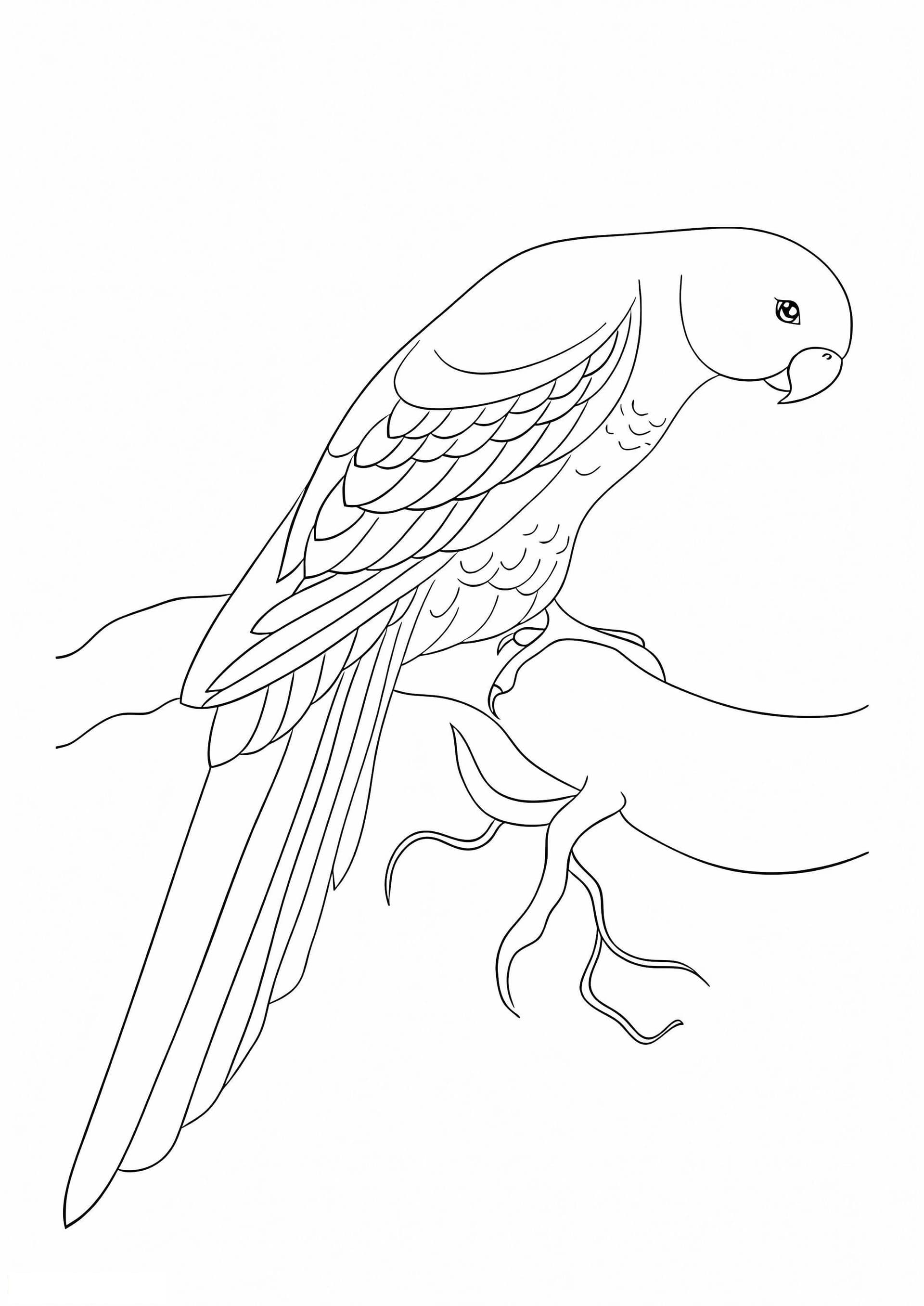 Lovely Parrot