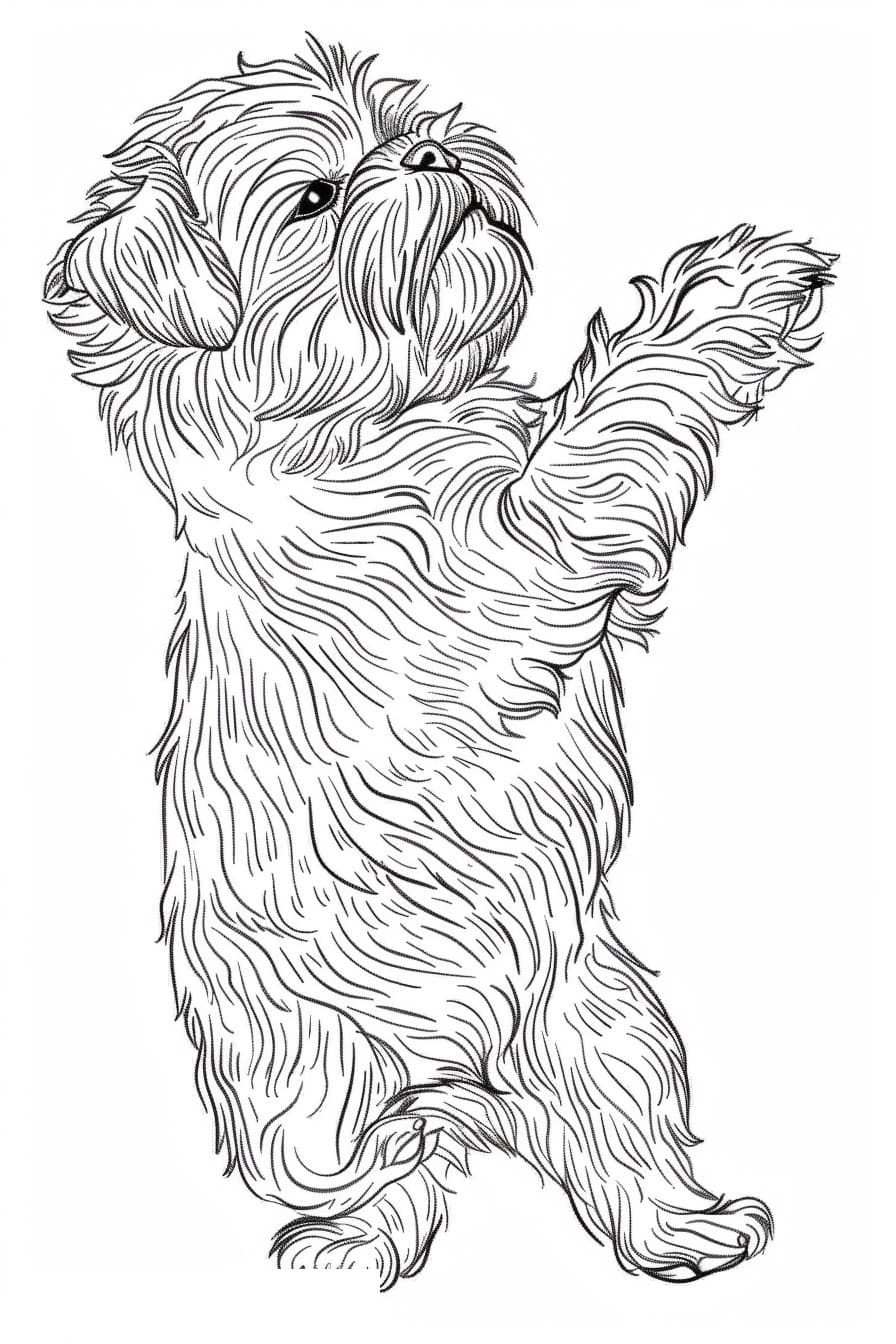 Affenpinscher Playing 2