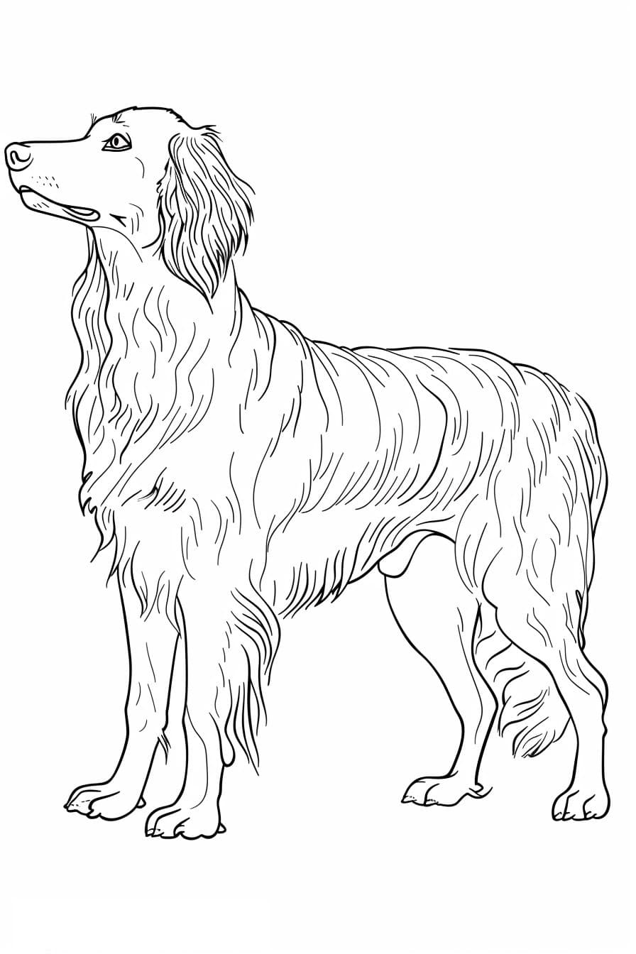 Afghan Hound cartoon 2