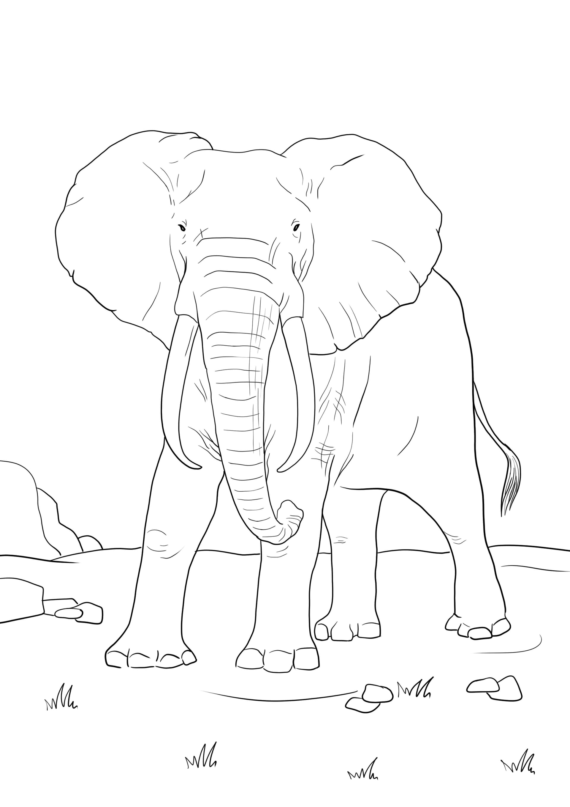 African elephant