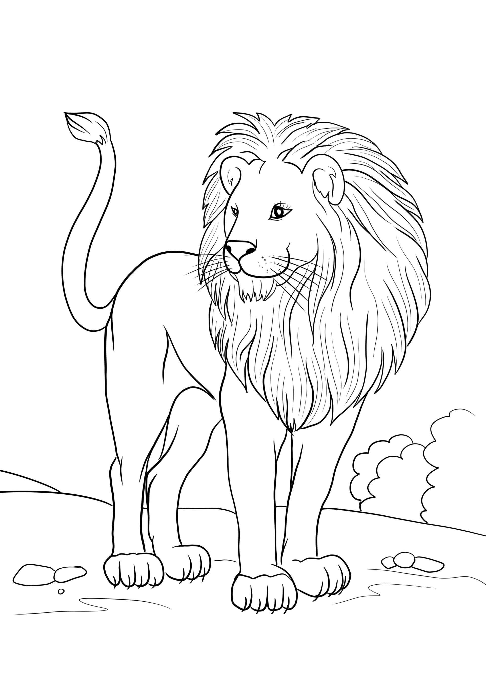 African lion