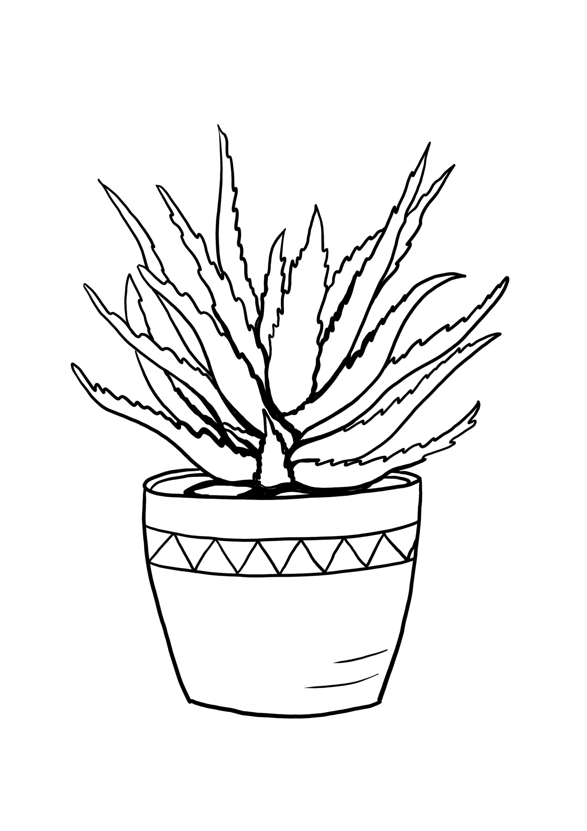aloe