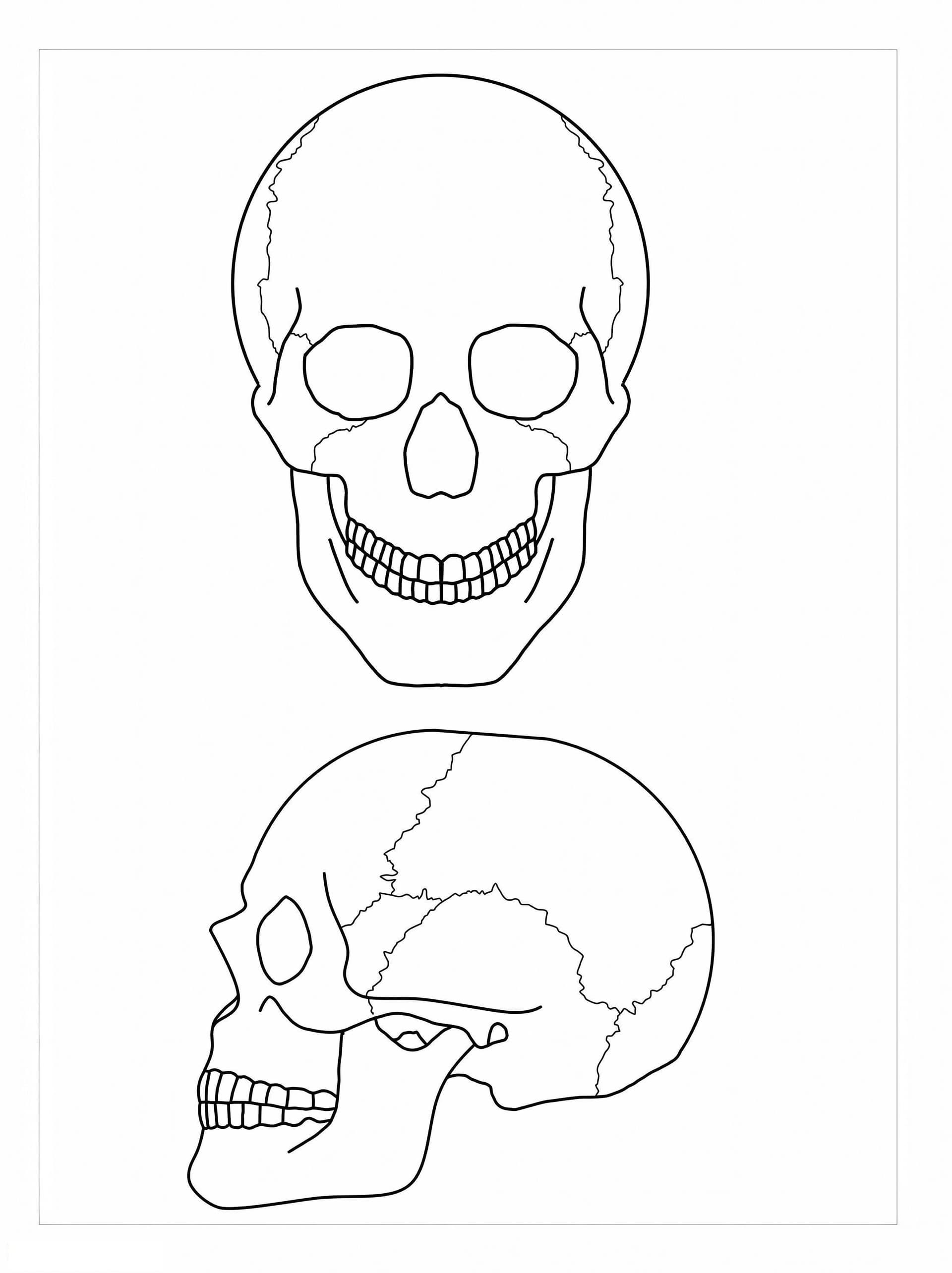 Anatomy Of Two Skulls