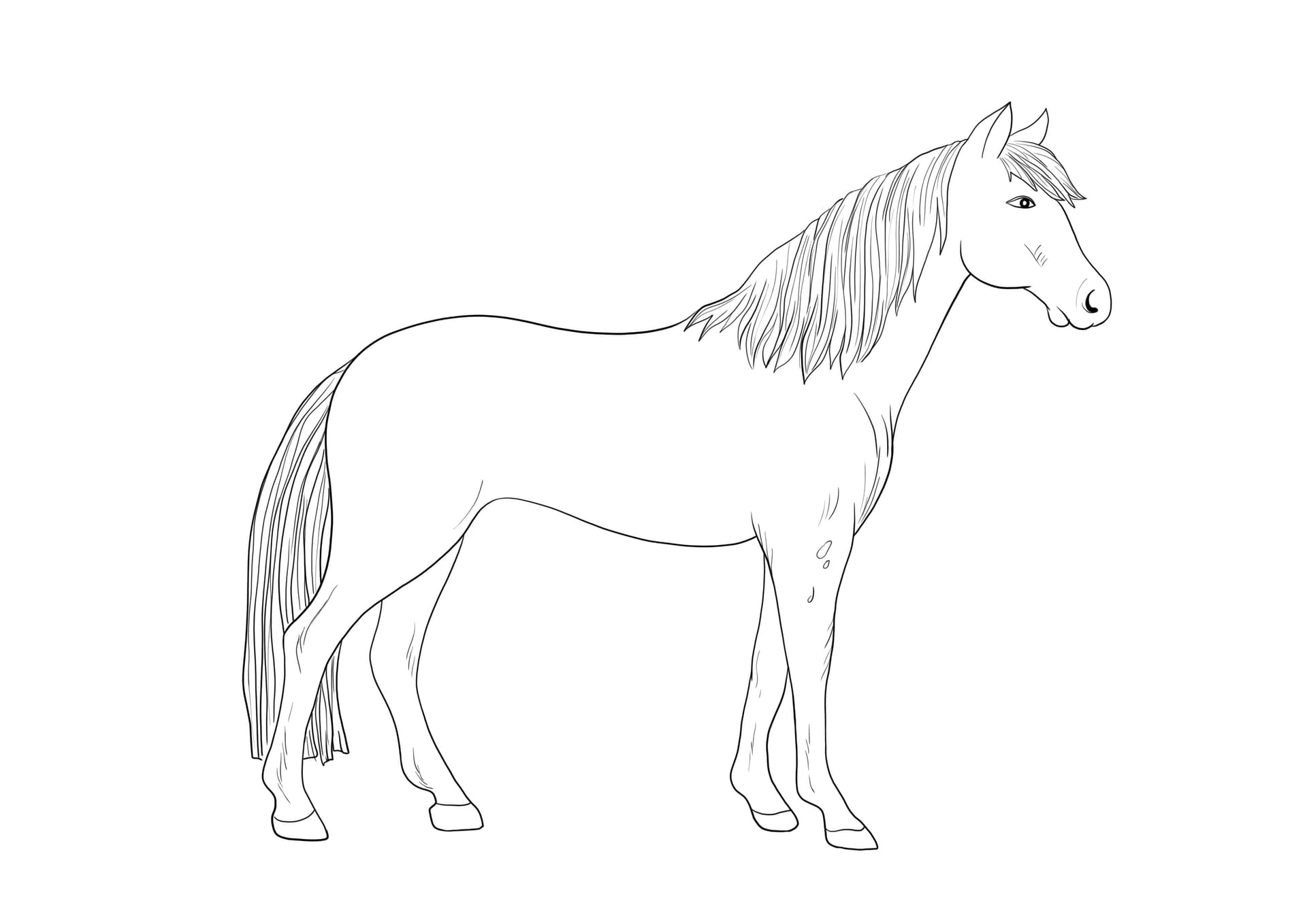 Appaloosa Horse