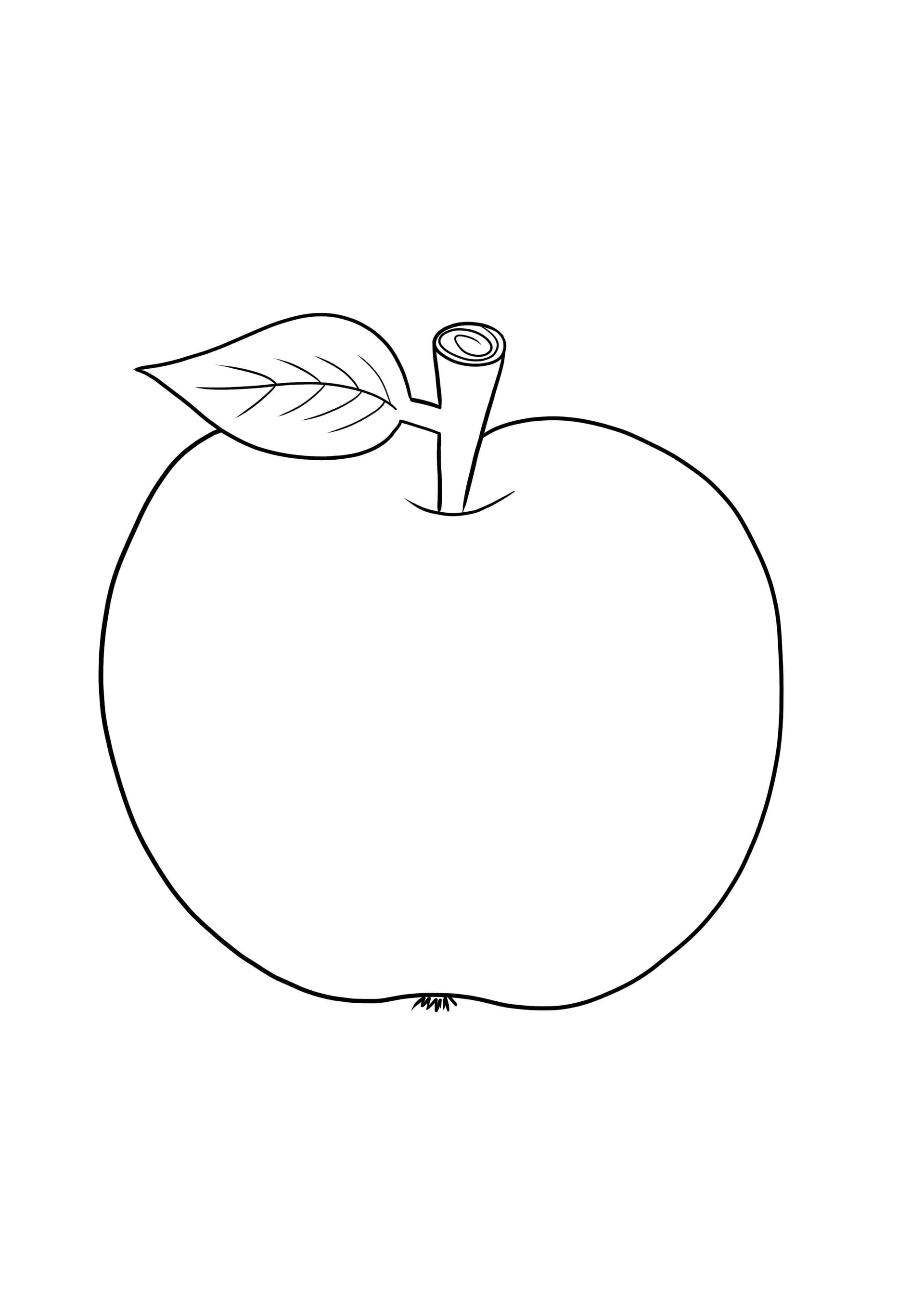 Apple-leaf-stem