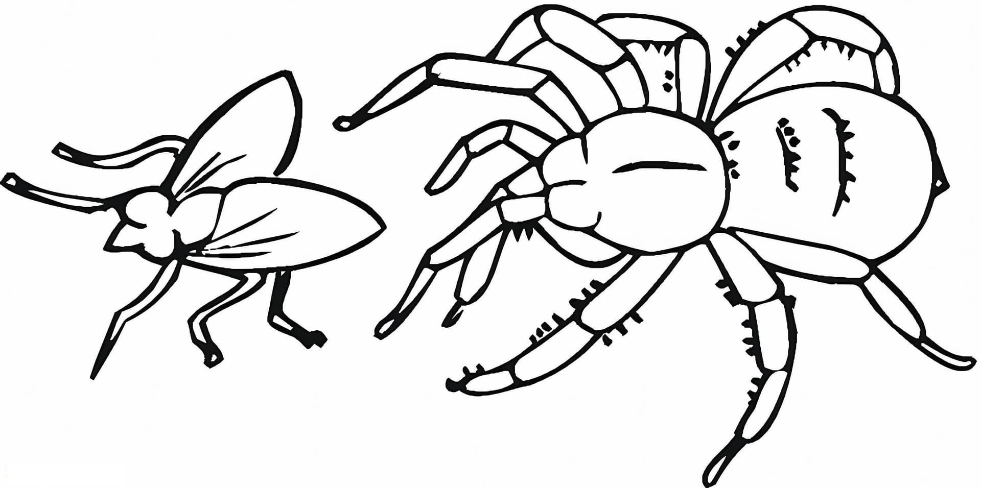 Spider And Fly