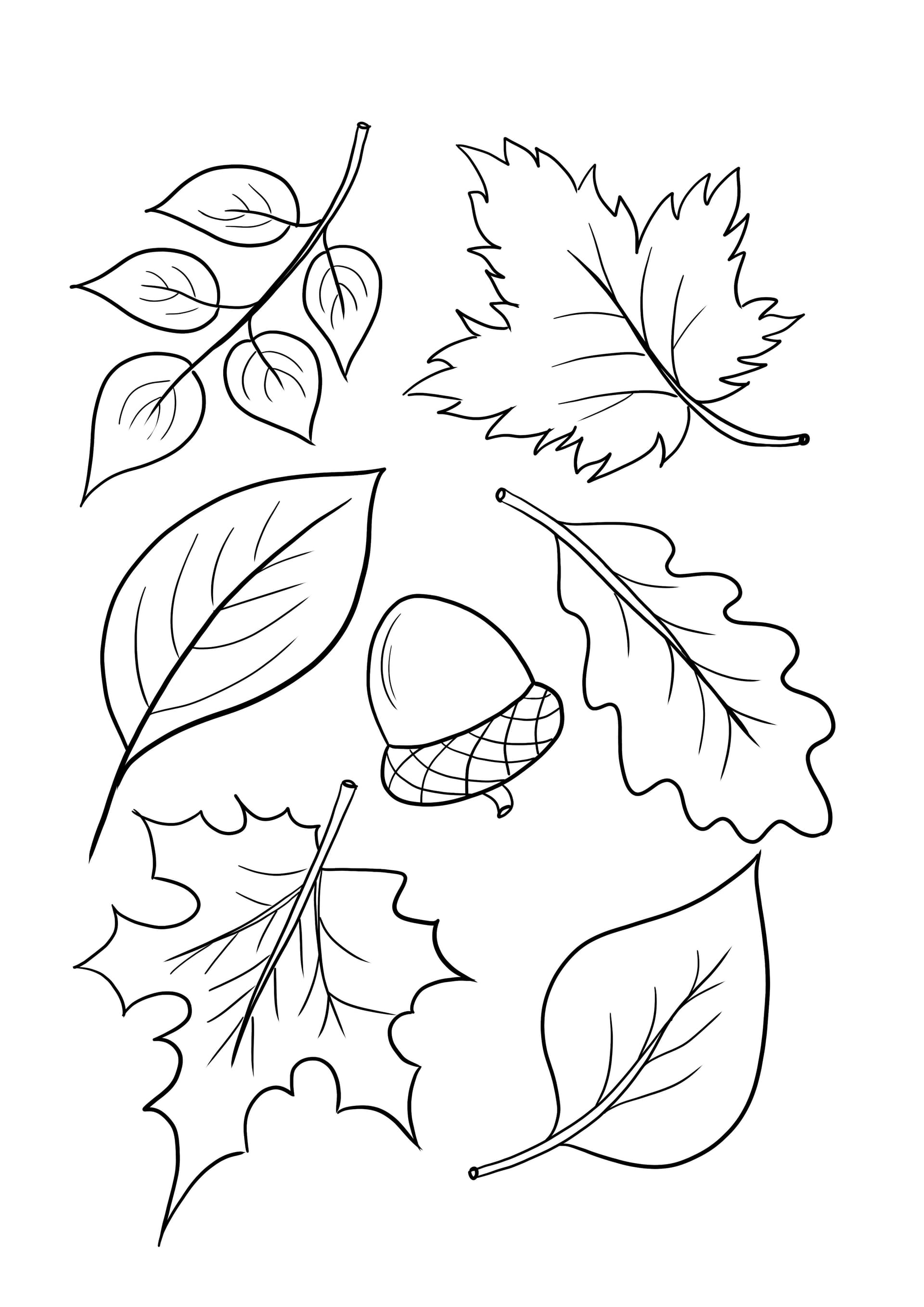 Autumn leaves falling and acorn