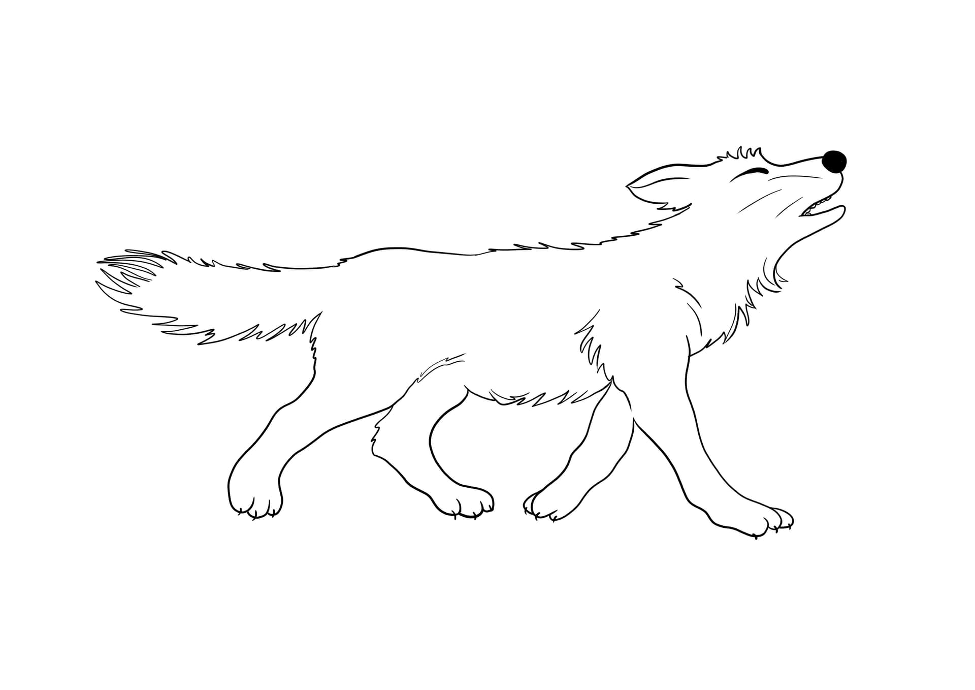 Baby wolf