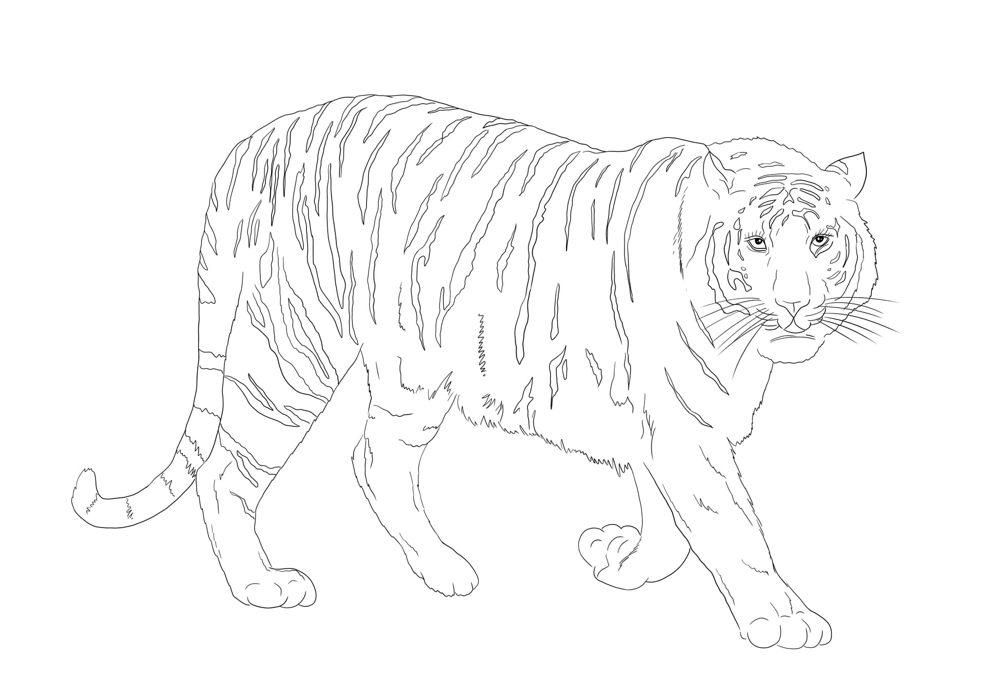 Bengal tiger