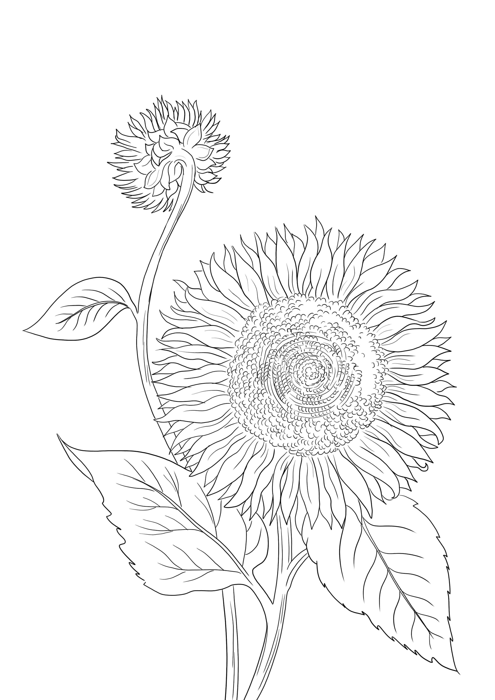 Blooming Sunflower