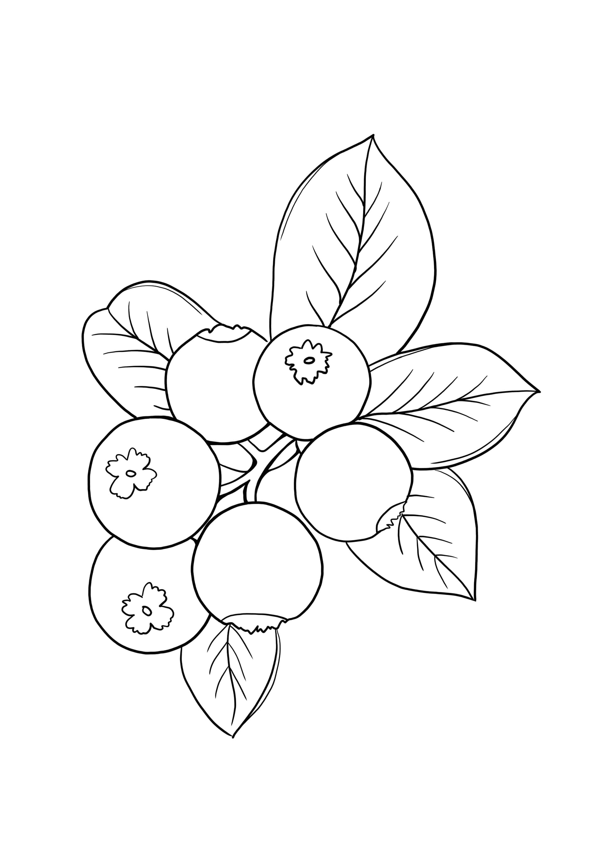 blueberries