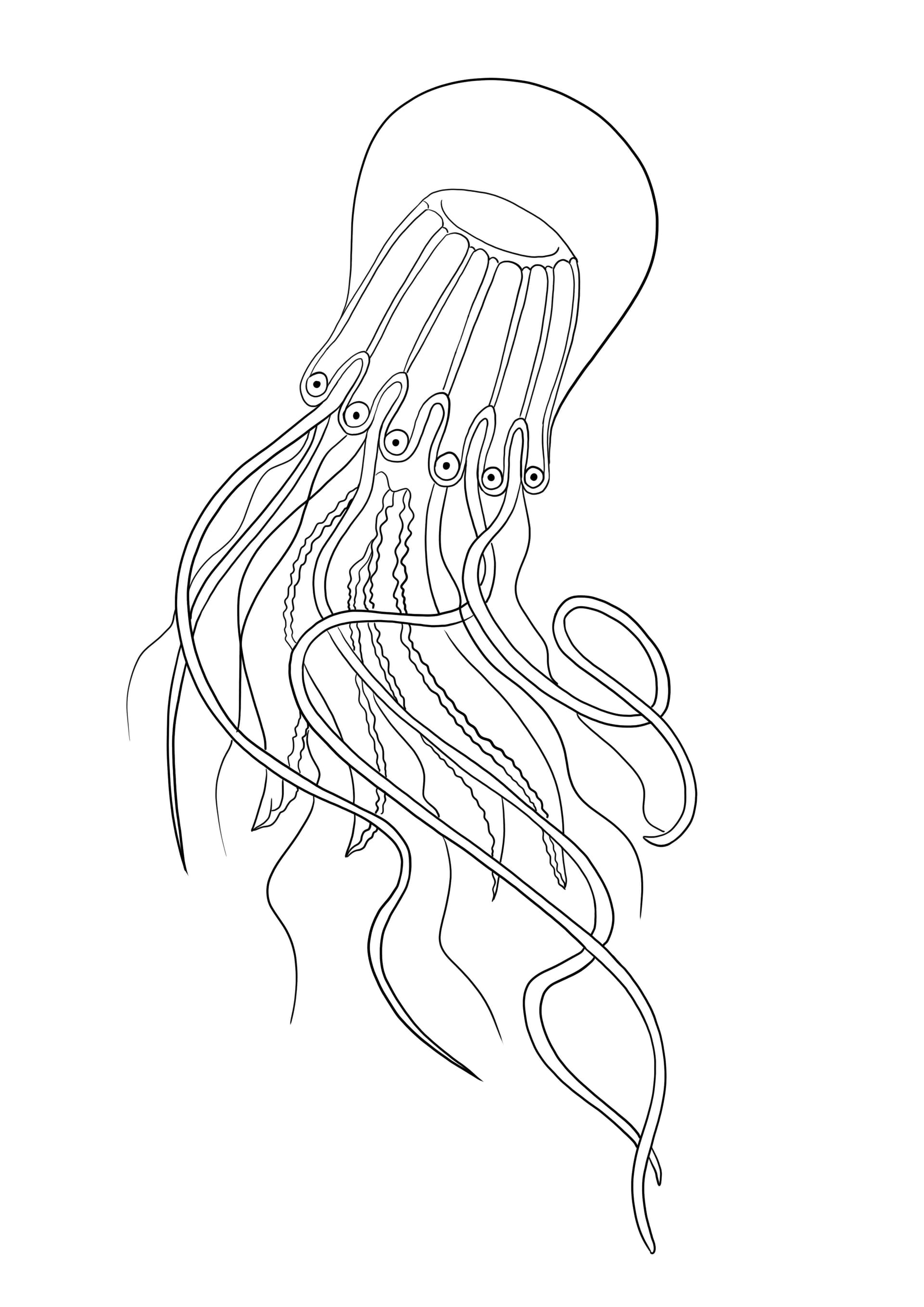 Box jellyfish