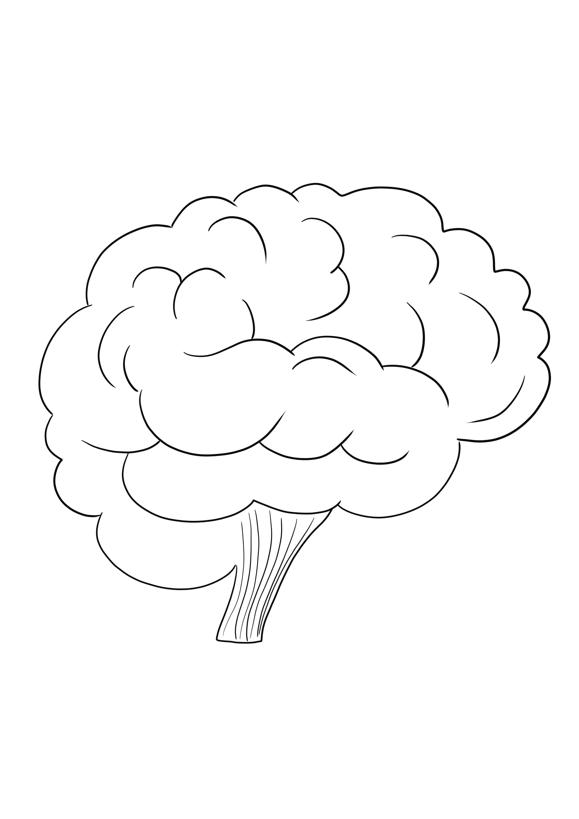 Brain