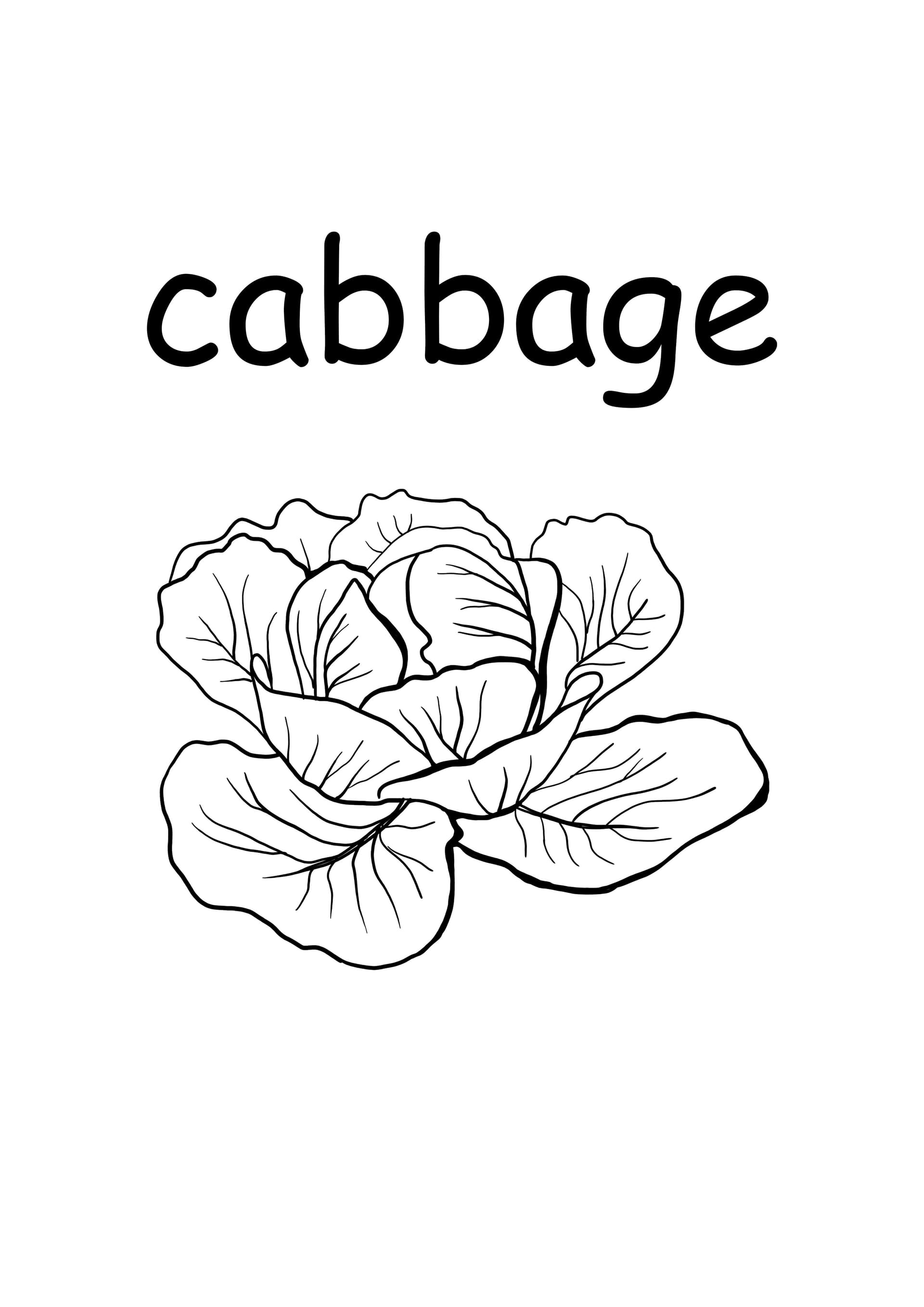 c - cabbage