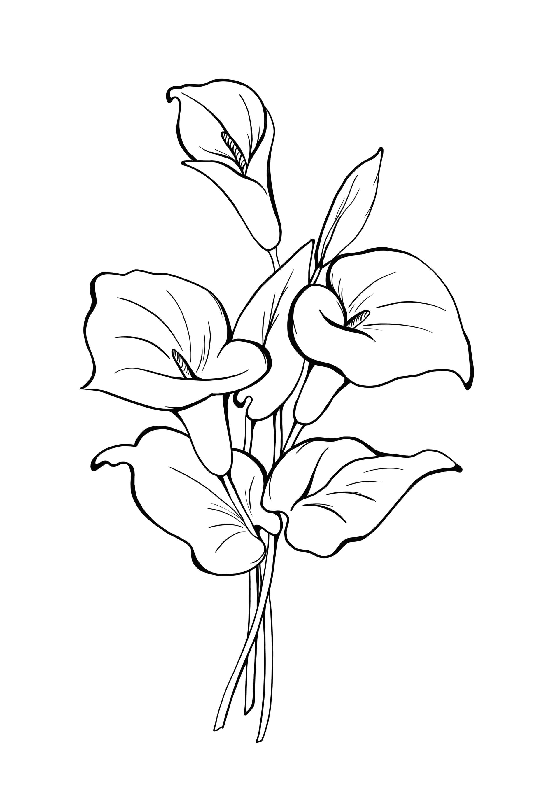 calla
