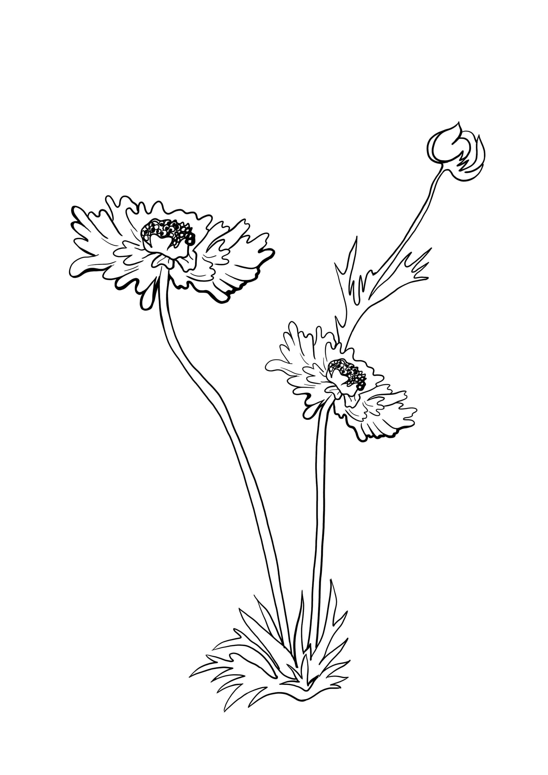 carnation